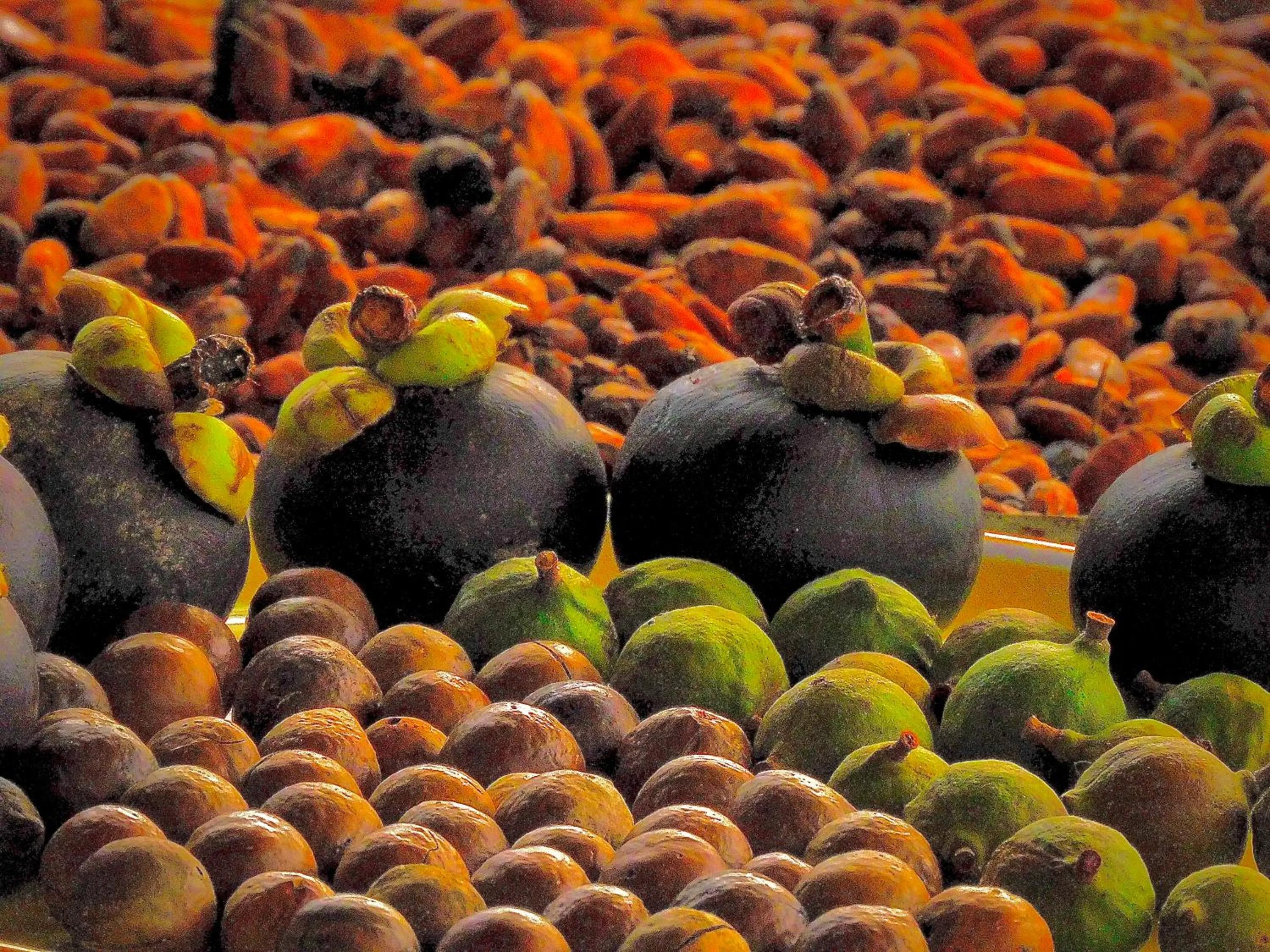 Food and drinks in Puerto Quito Lodge - Las Iguanas