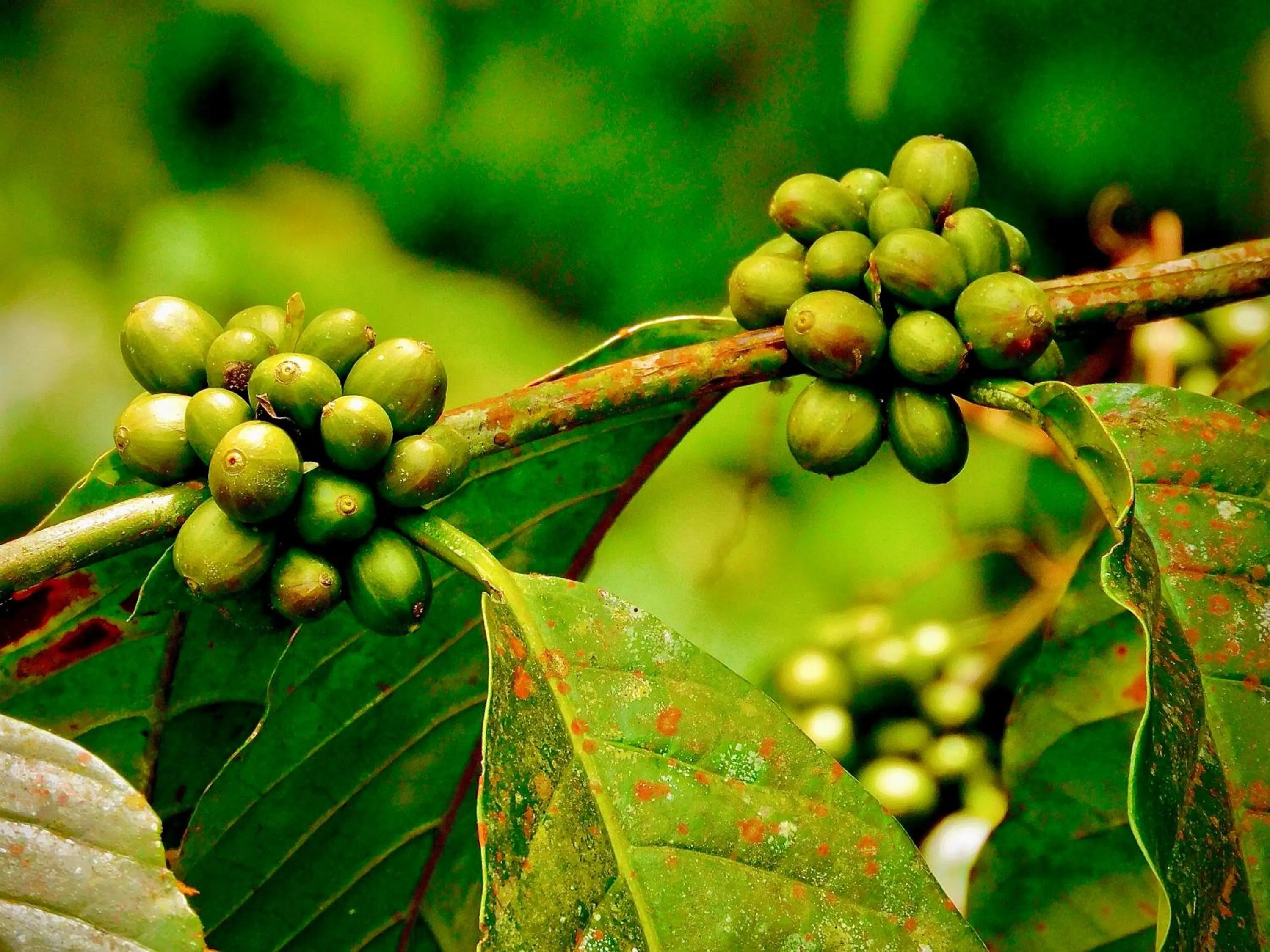 Spring in Puerto Quito Lodge - Las Iguanas