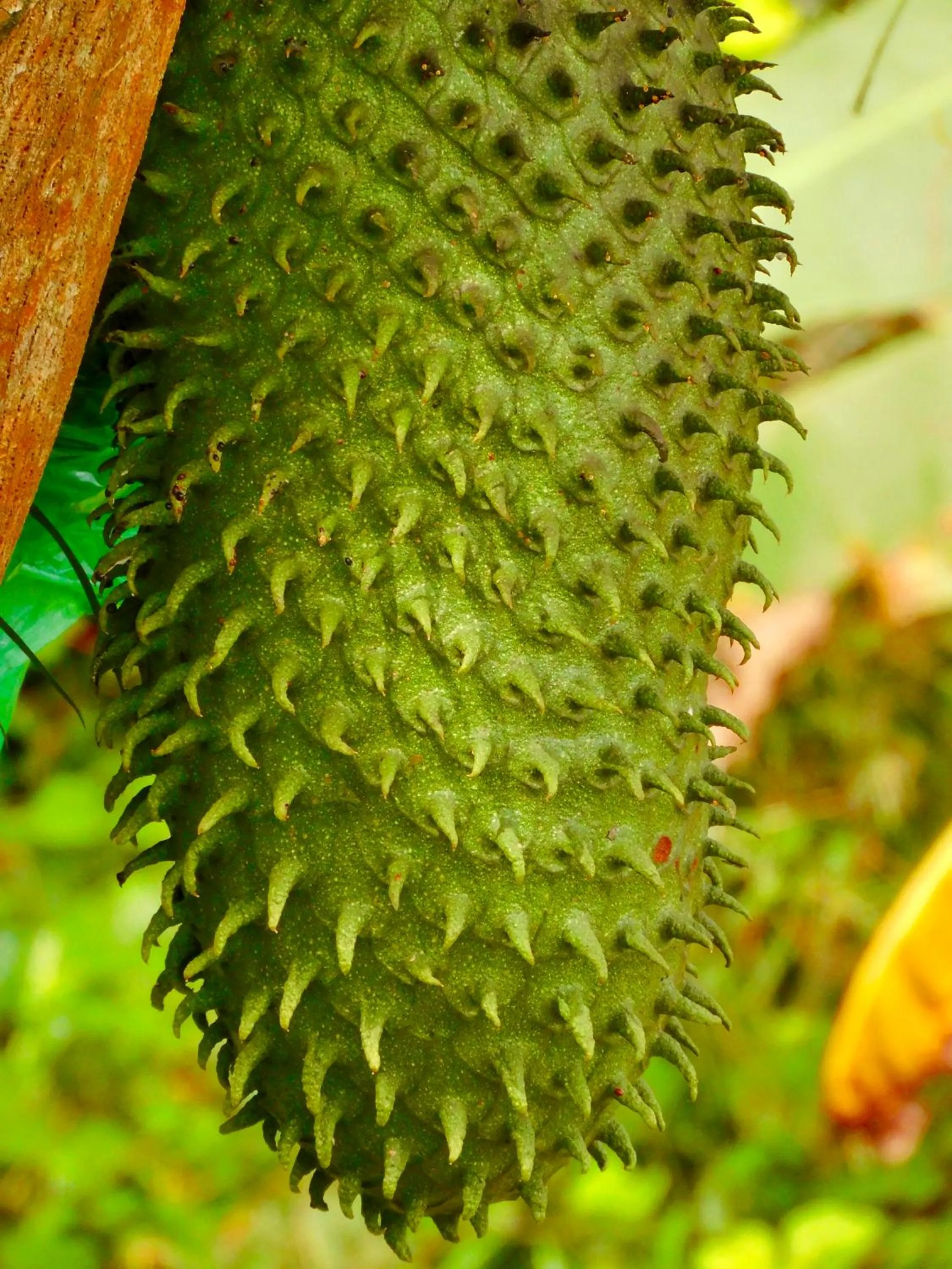 Spring in Puerto Quito Lodge - Las Iguanas