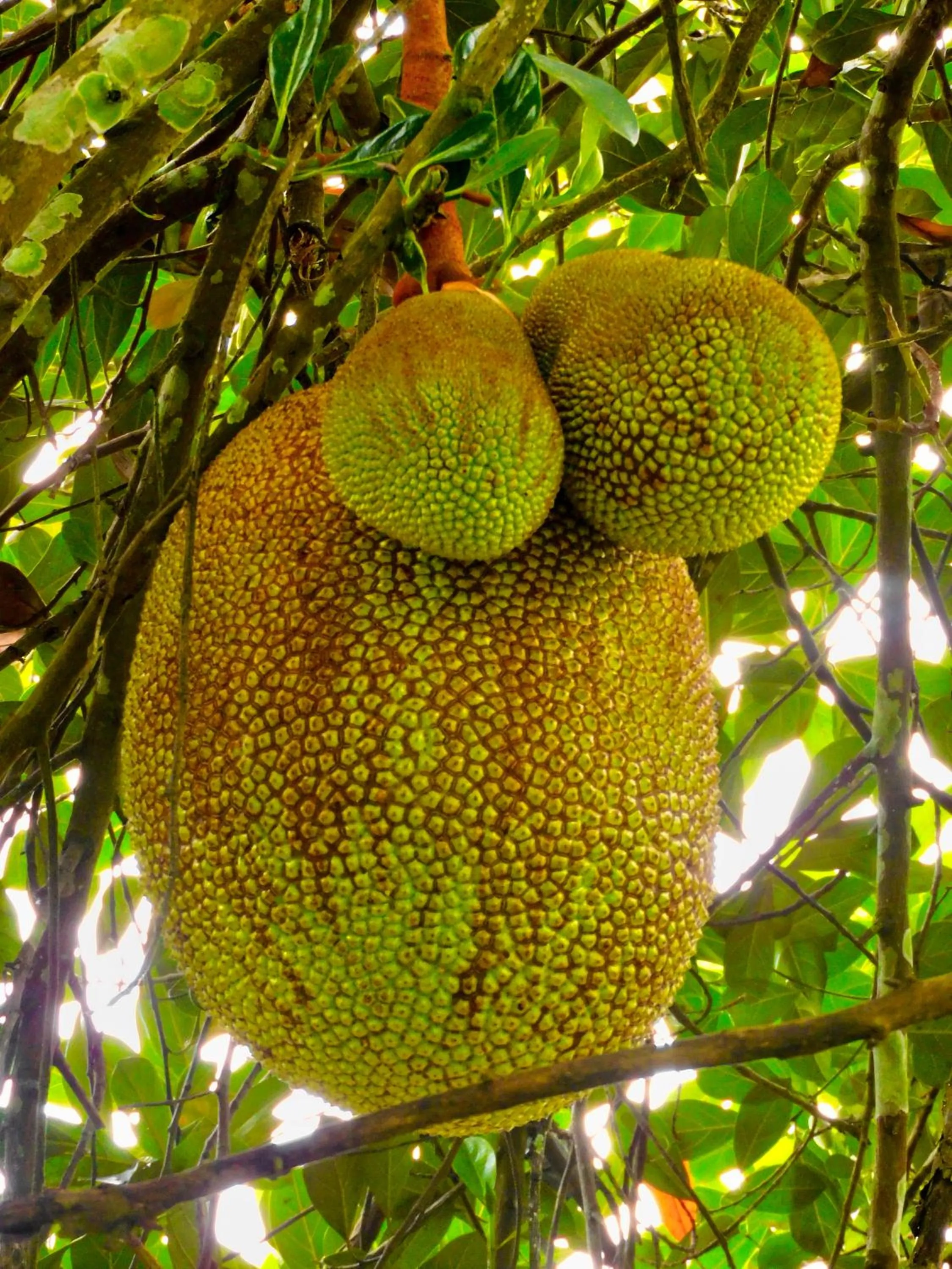 Day in Puerto Quito Lodge - Las Iguanas