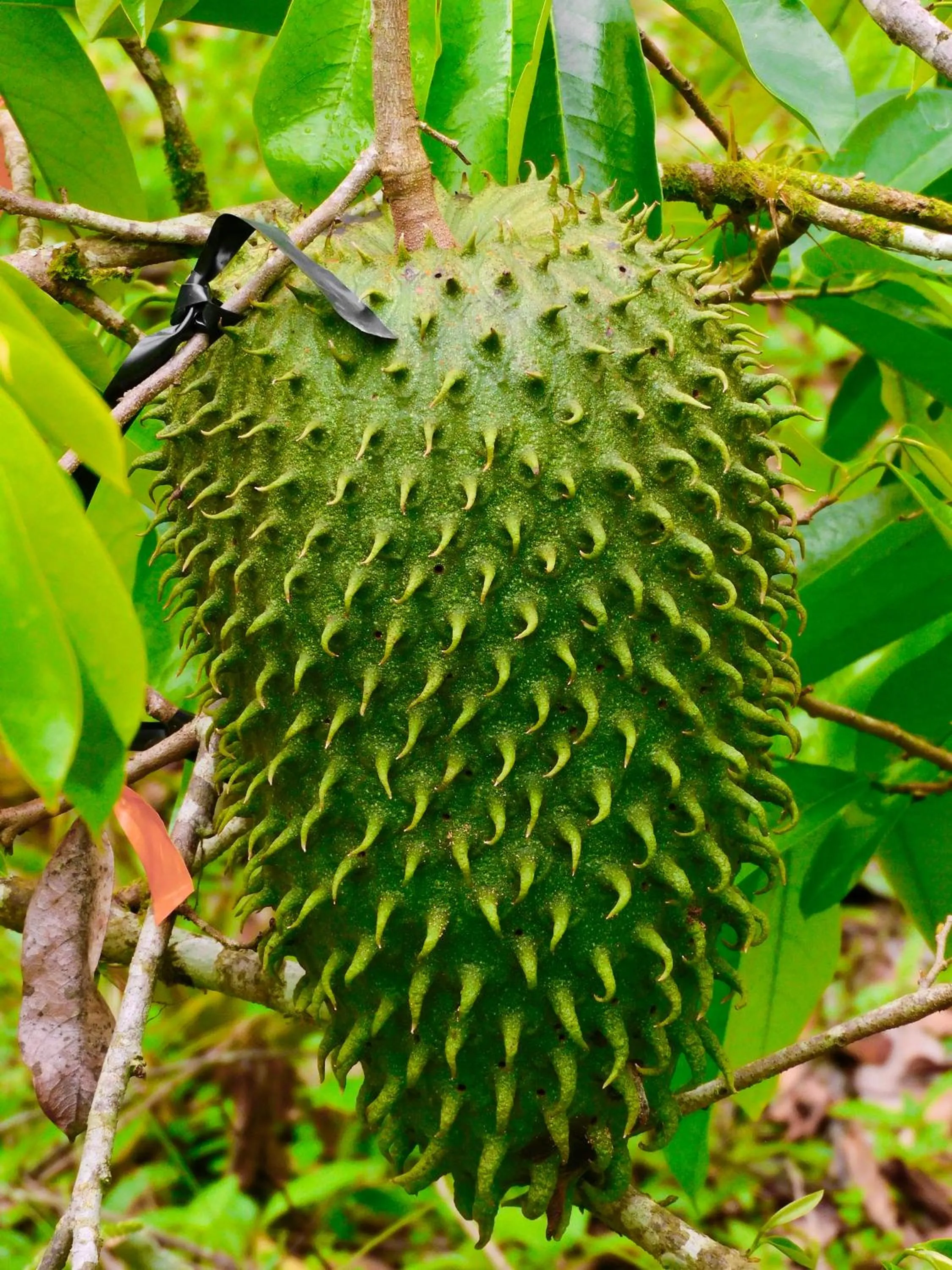 Spring in Puerto Quito Lodge - Las Iguanas