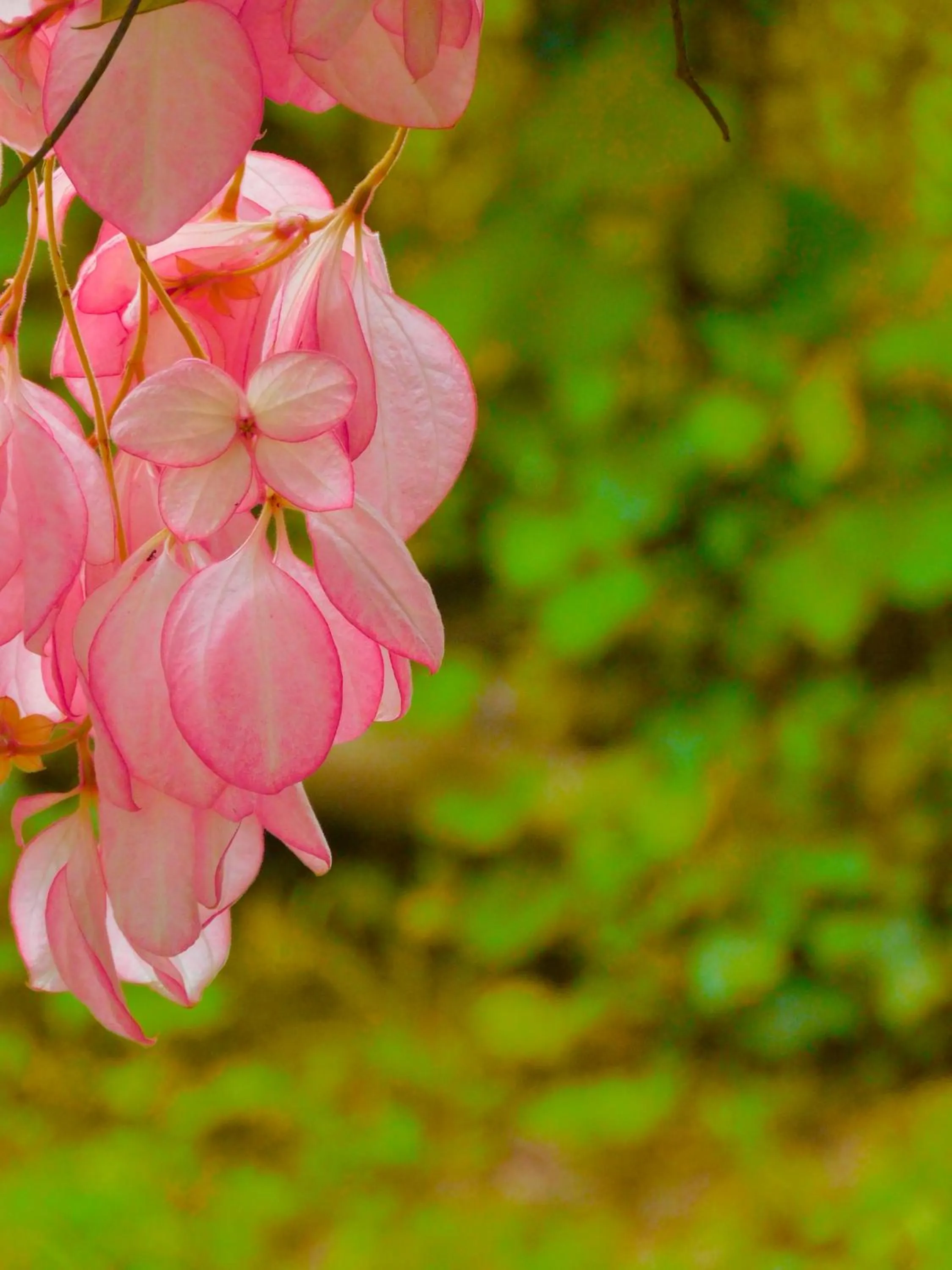Spring in Puerto Quito Lodge - Las Iguanas