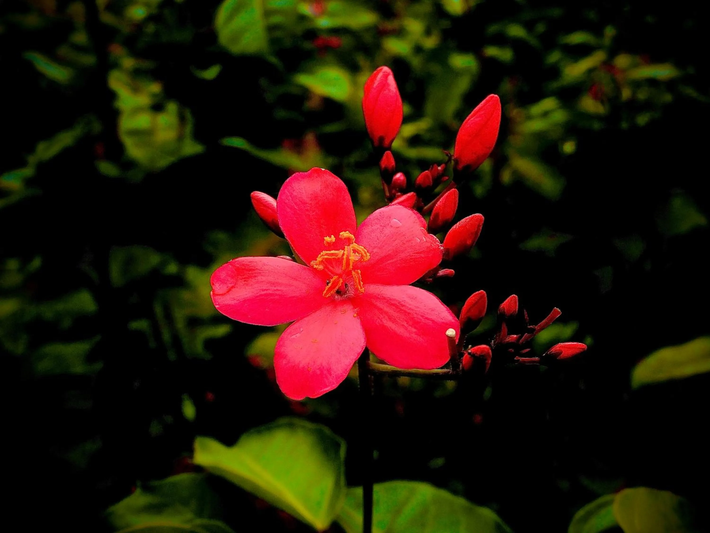 Spring in Puerto Quito Lodge - Las Iguanas