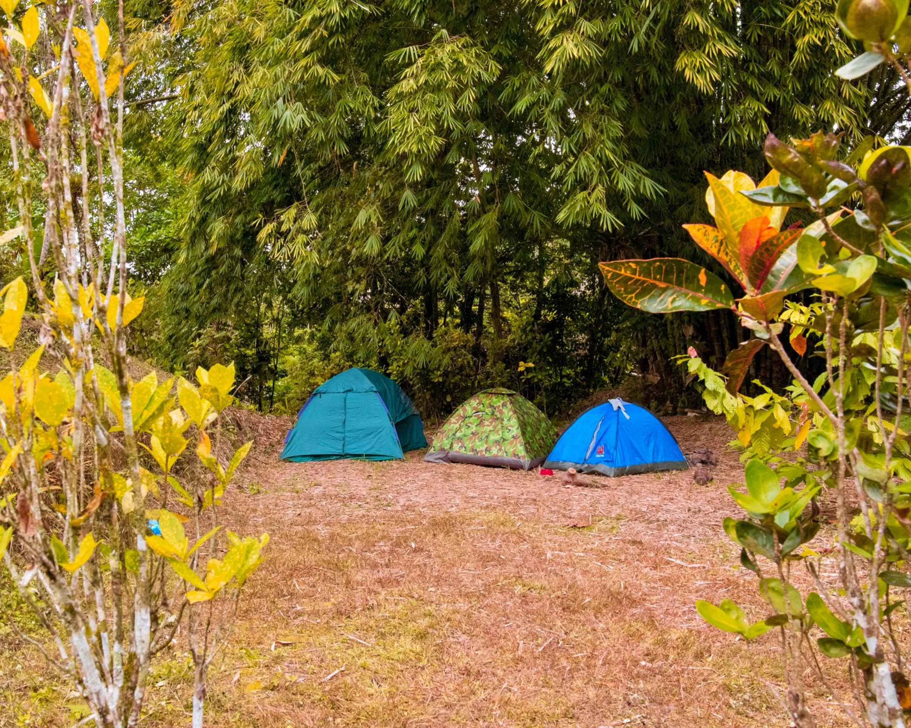 Spring in Puerto Quito Lodge - Las Iguanas
