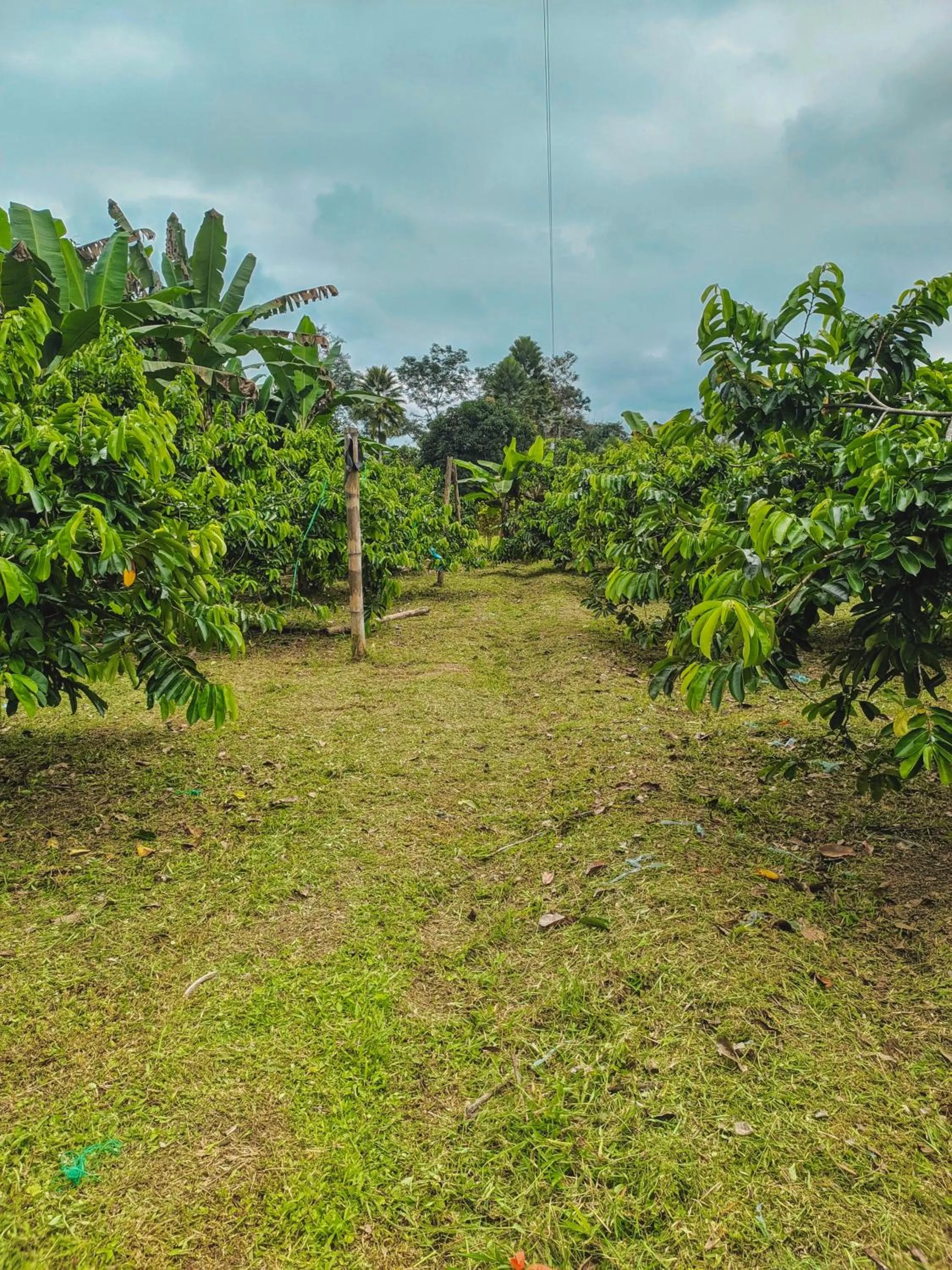 Spring in Puerto Quito Lodge - Las Iguanas