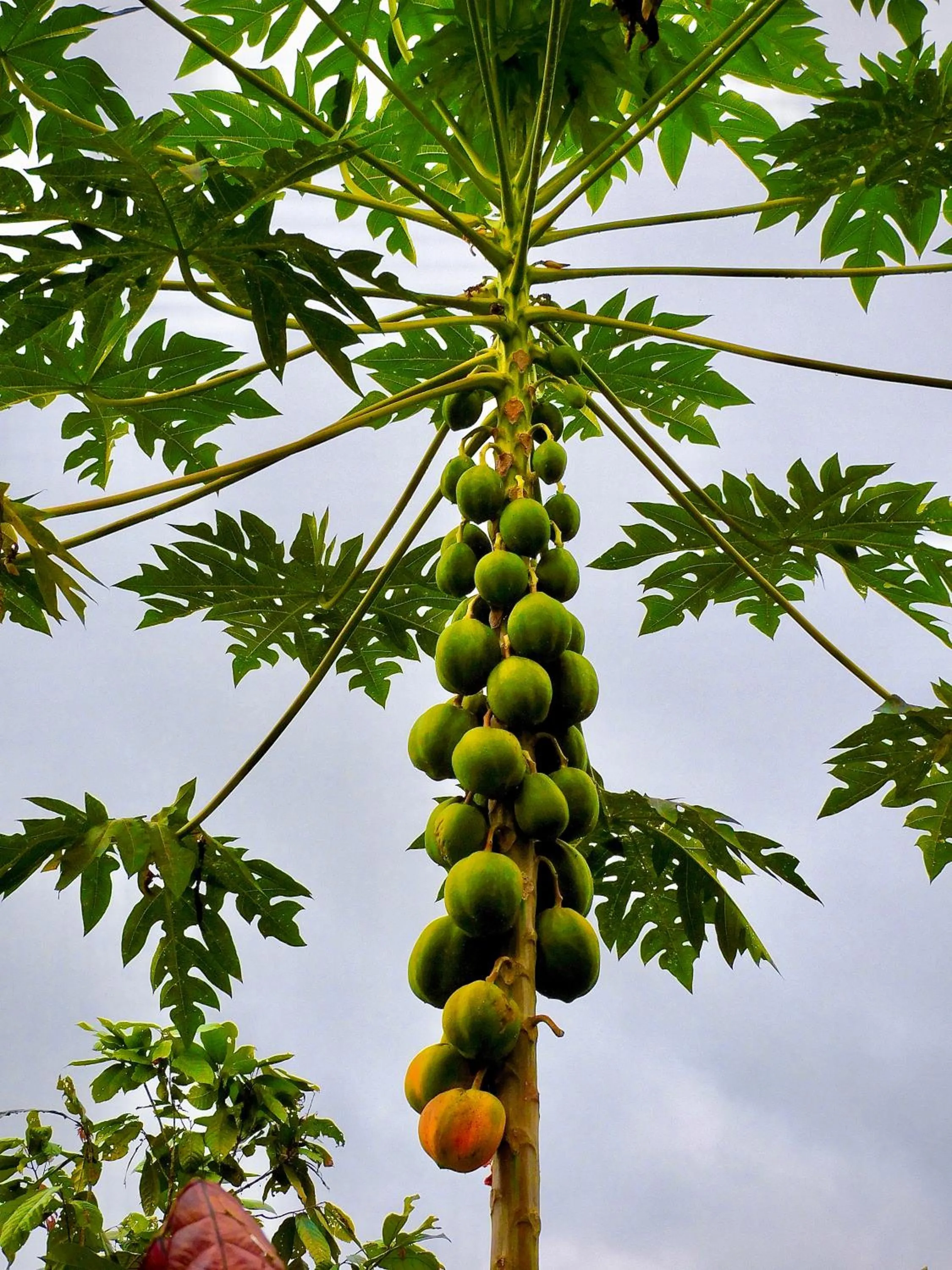 Day in Puerto Quito Lodge - Las Iguanas
