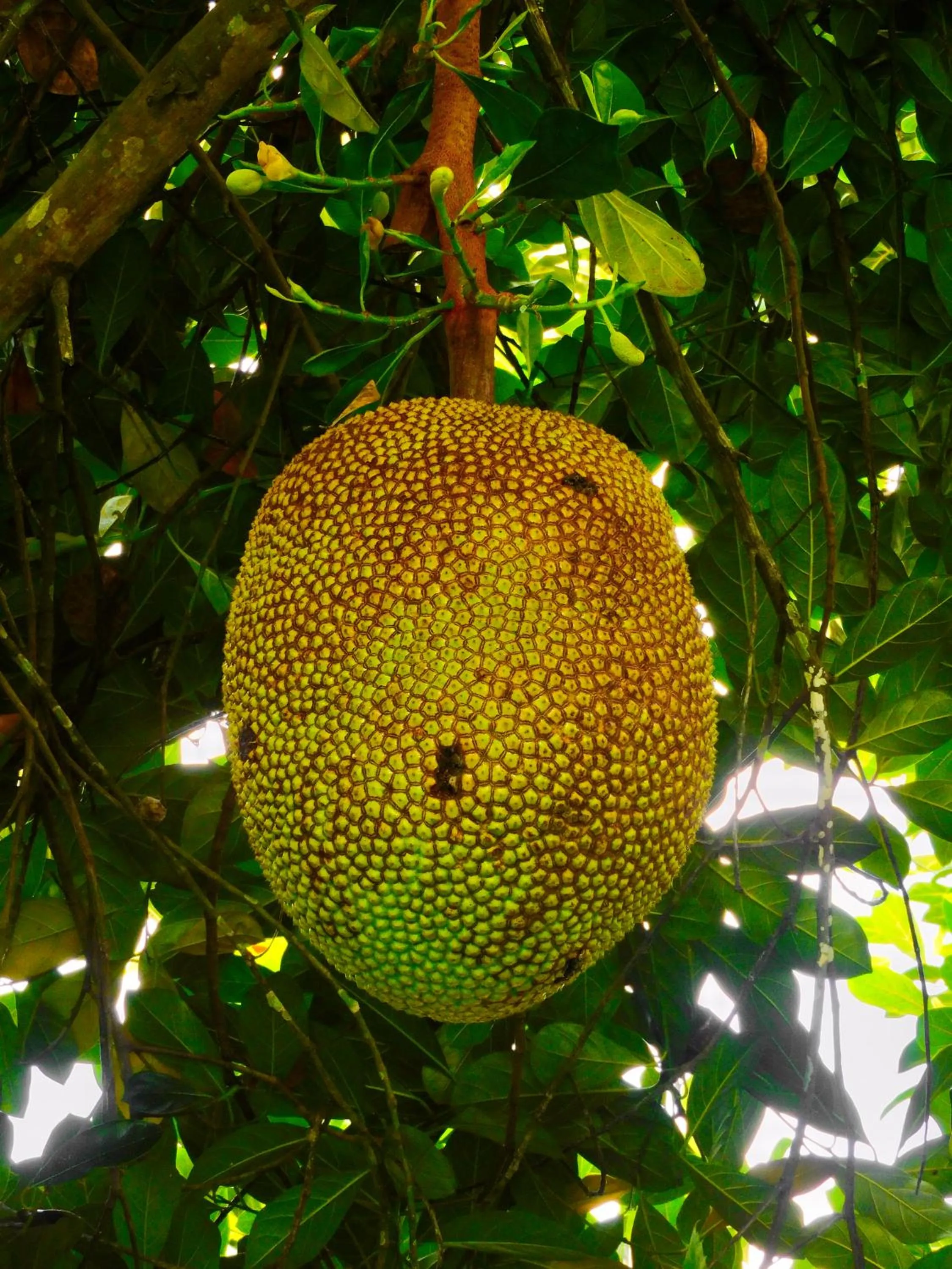 Day in Puerto Quito Lodge - Las Iguanas