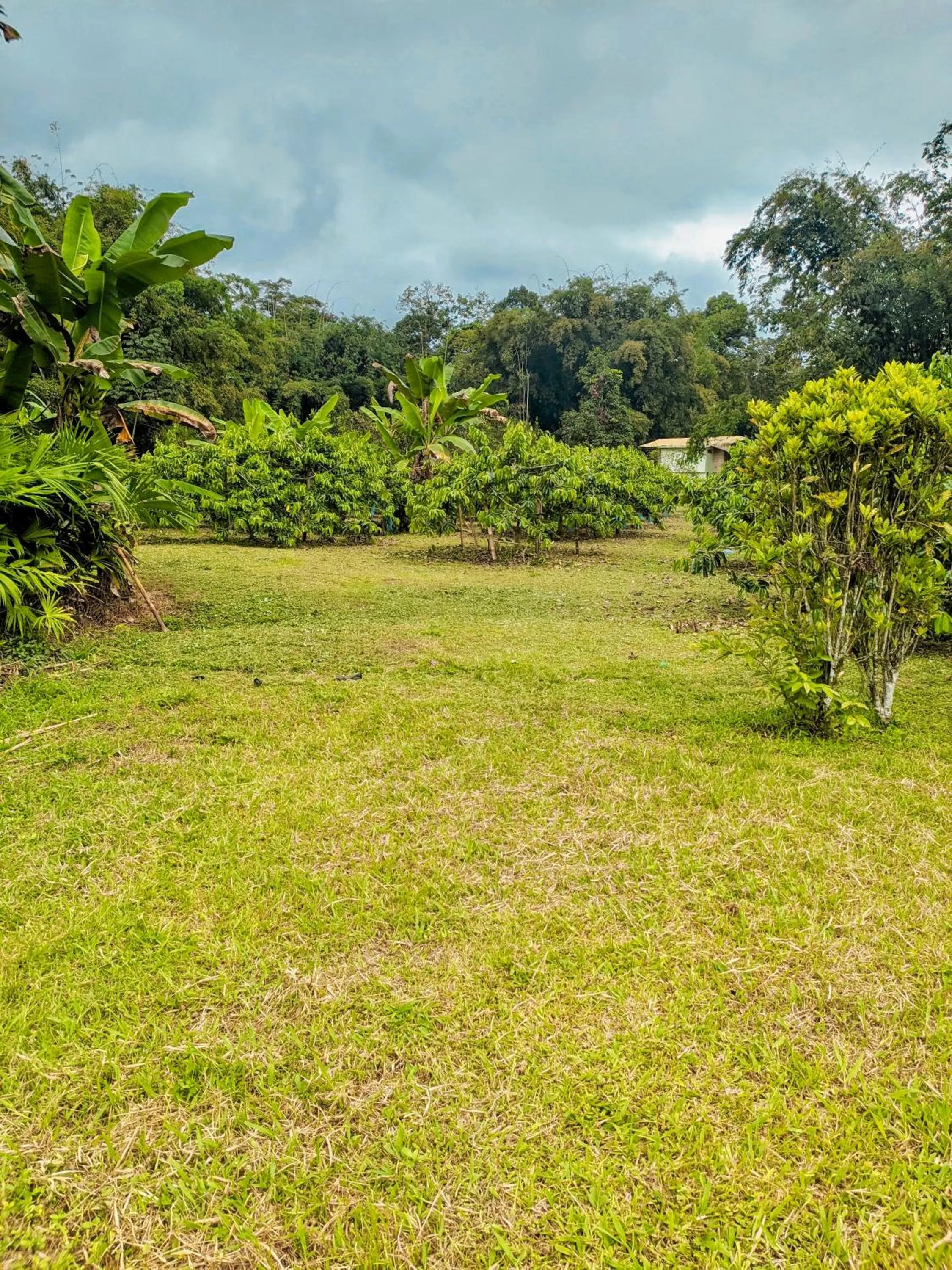 Spring in Puerto Quito Lodge - Las Iguanas