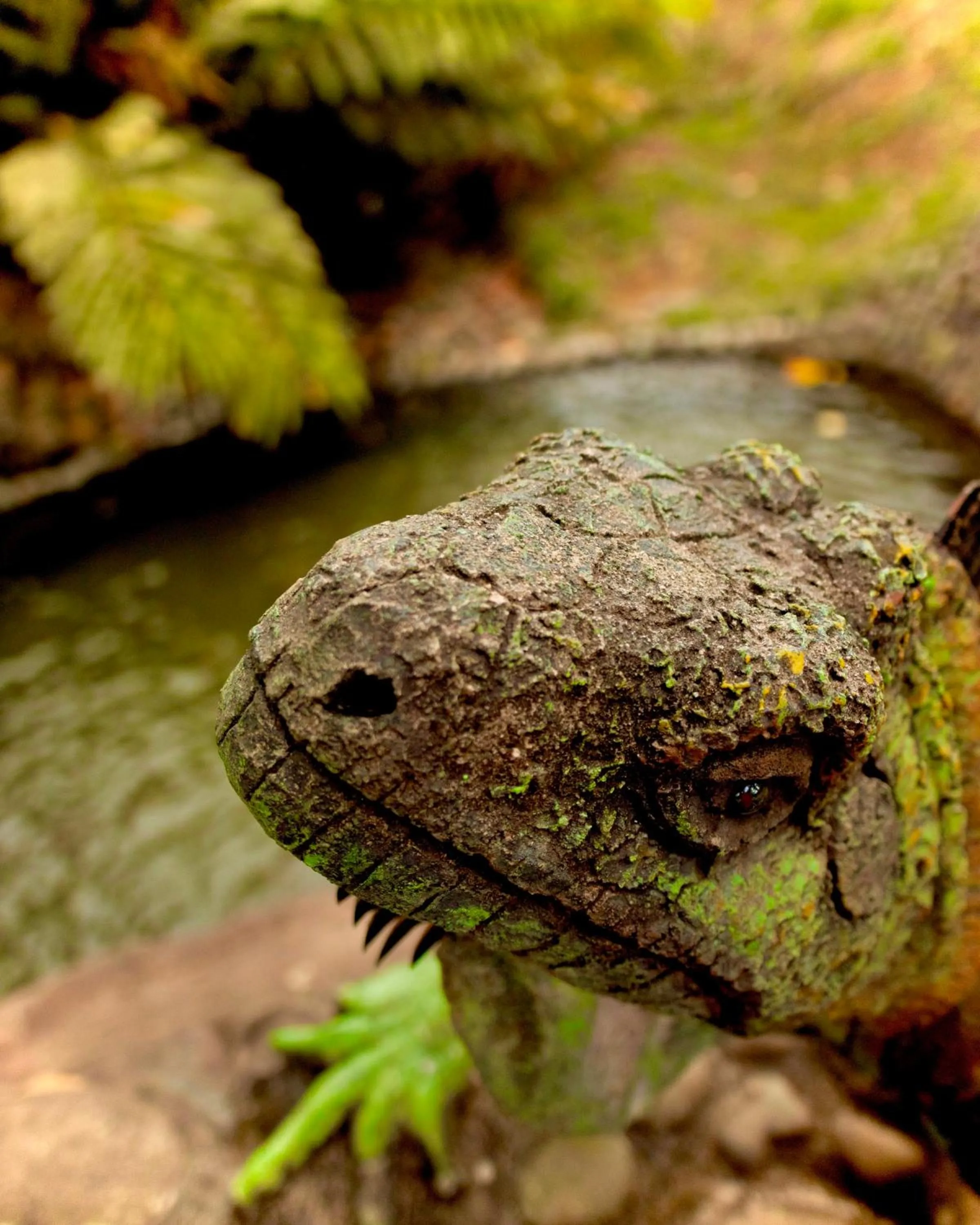Day in Puerto Quito Lodge - Las Iguanas