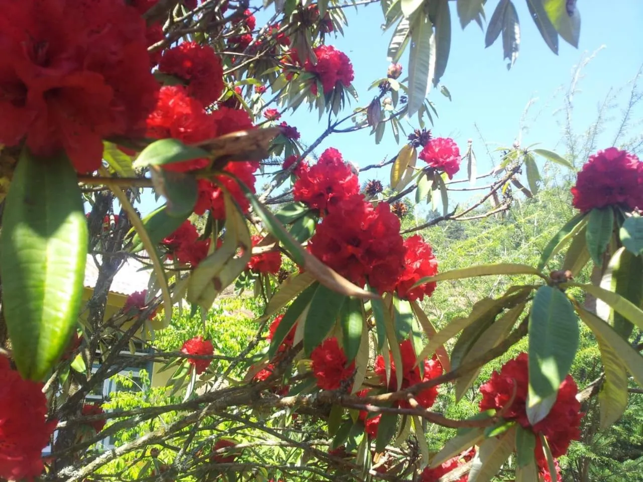 Garden in Salakha Homestay
