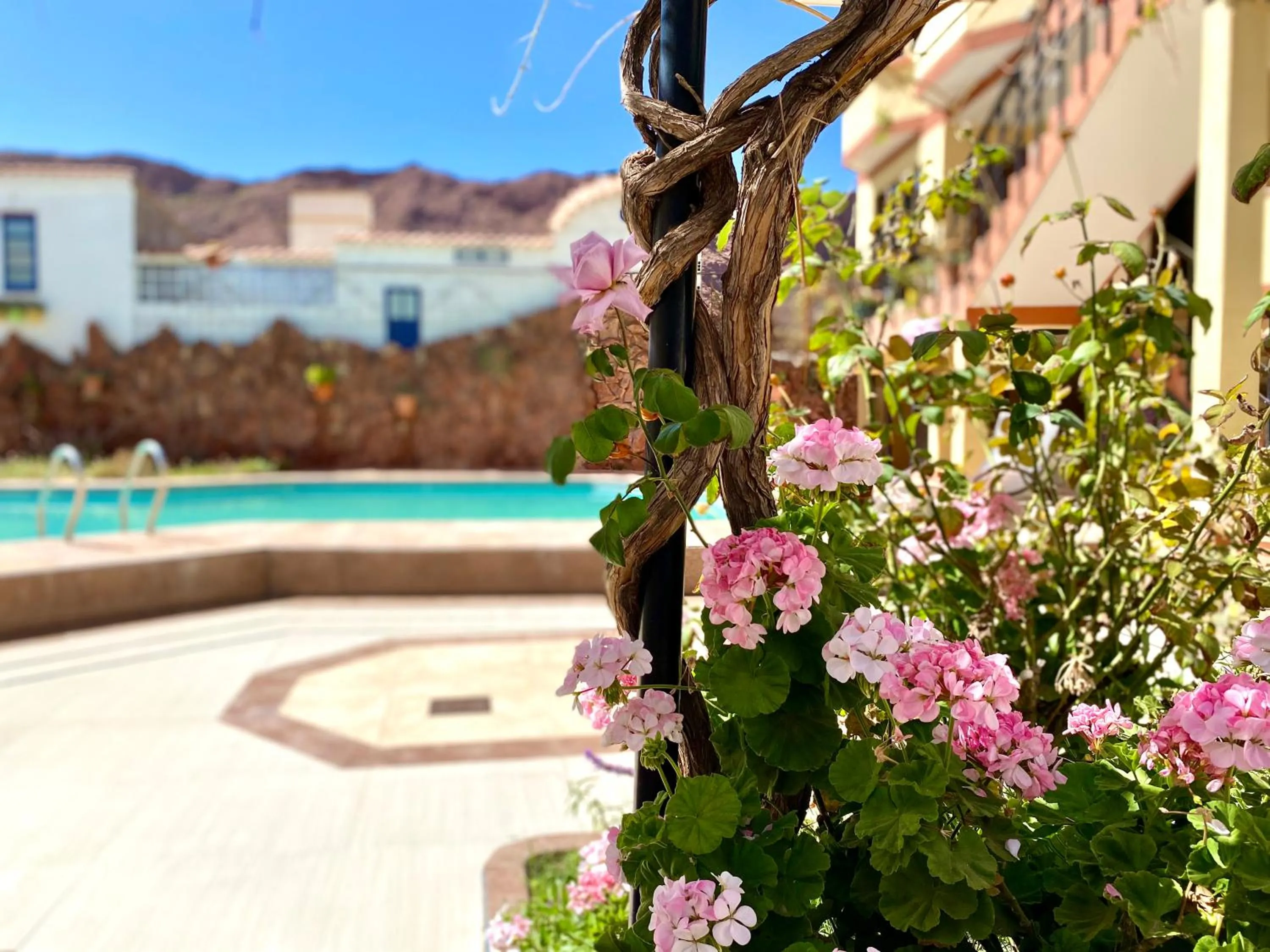 Garden in Hotel Mitru