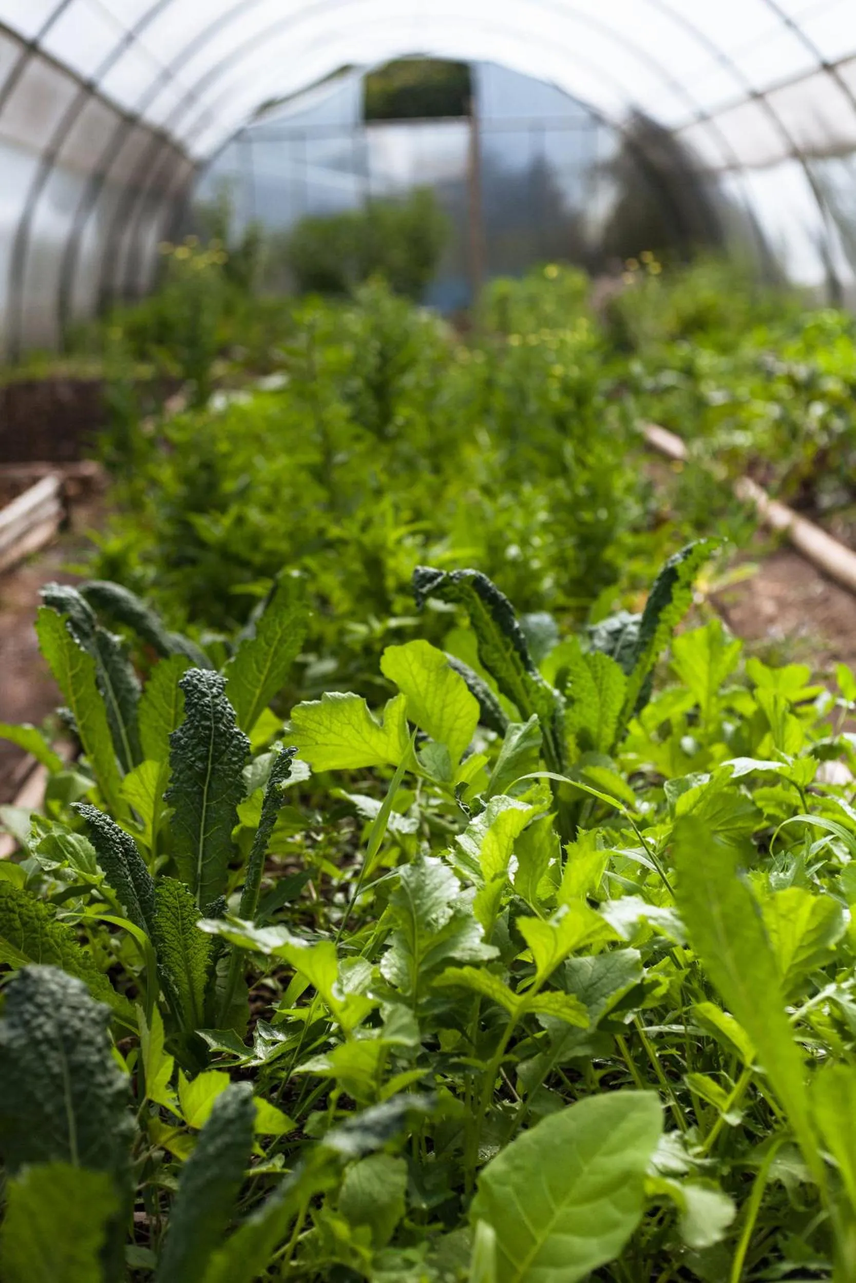 View (from property/room) in Yolitia Wellness