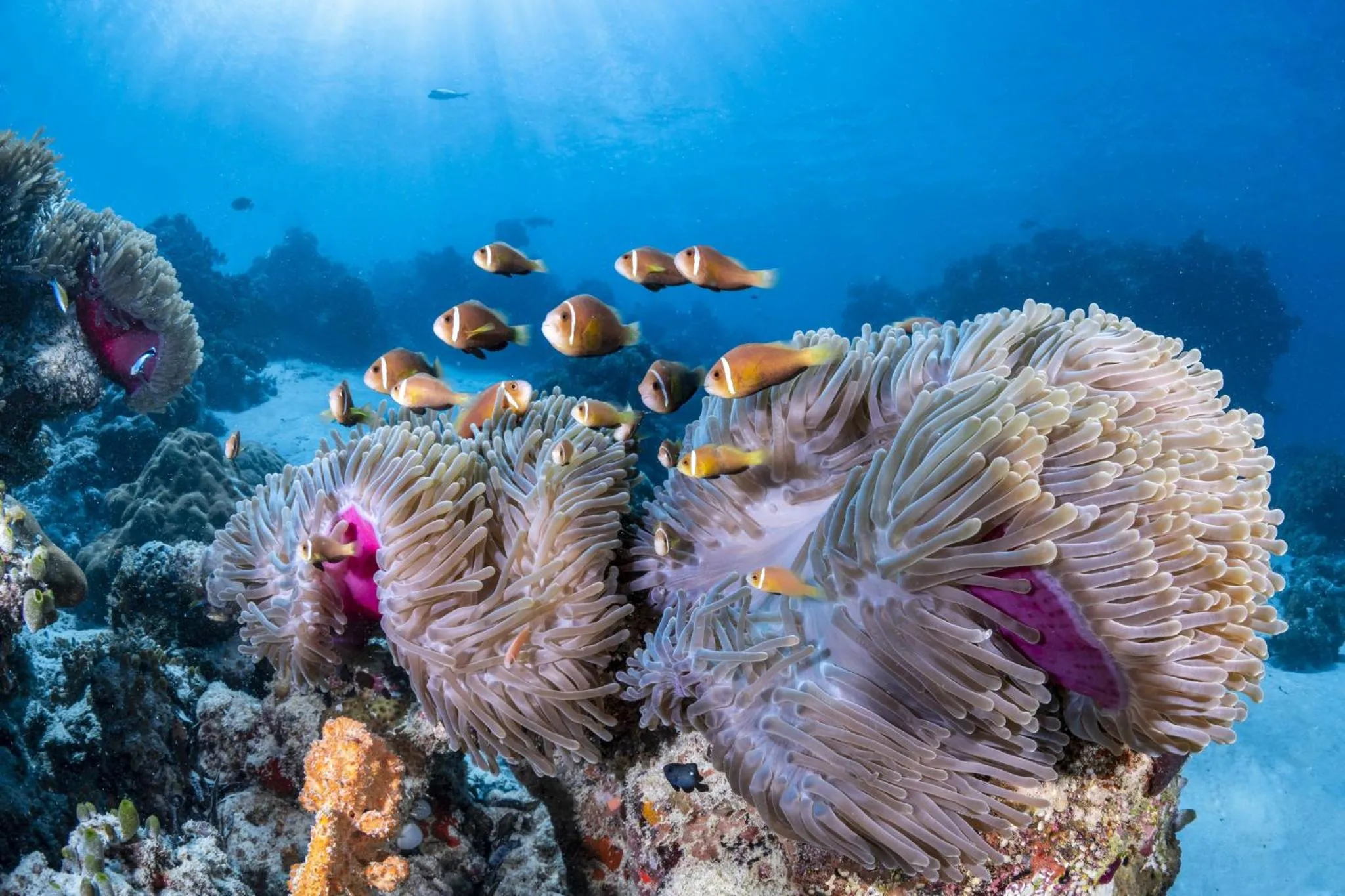 Activities in COMO Maalifushi