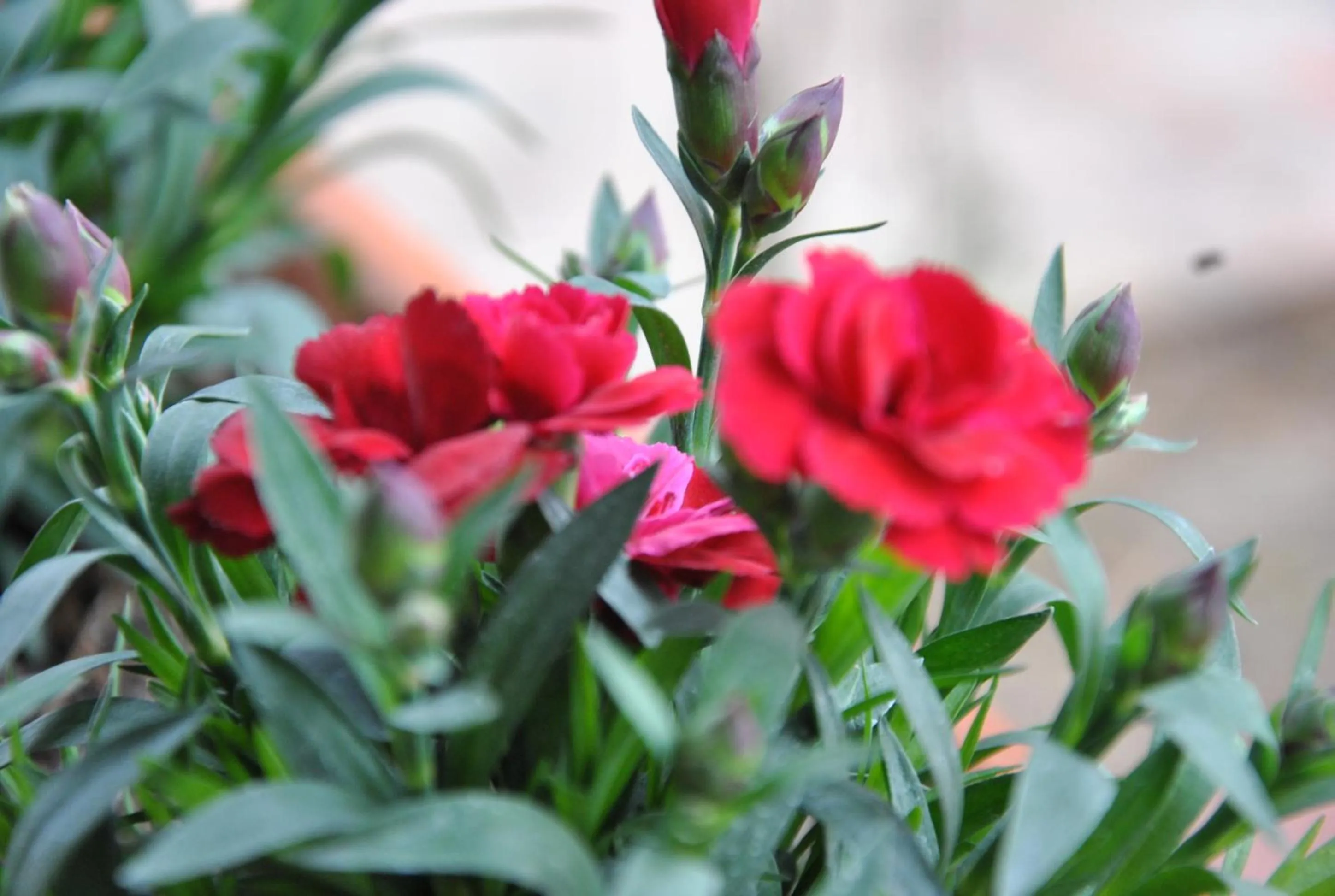 Agriturismo La Mandragola Relais