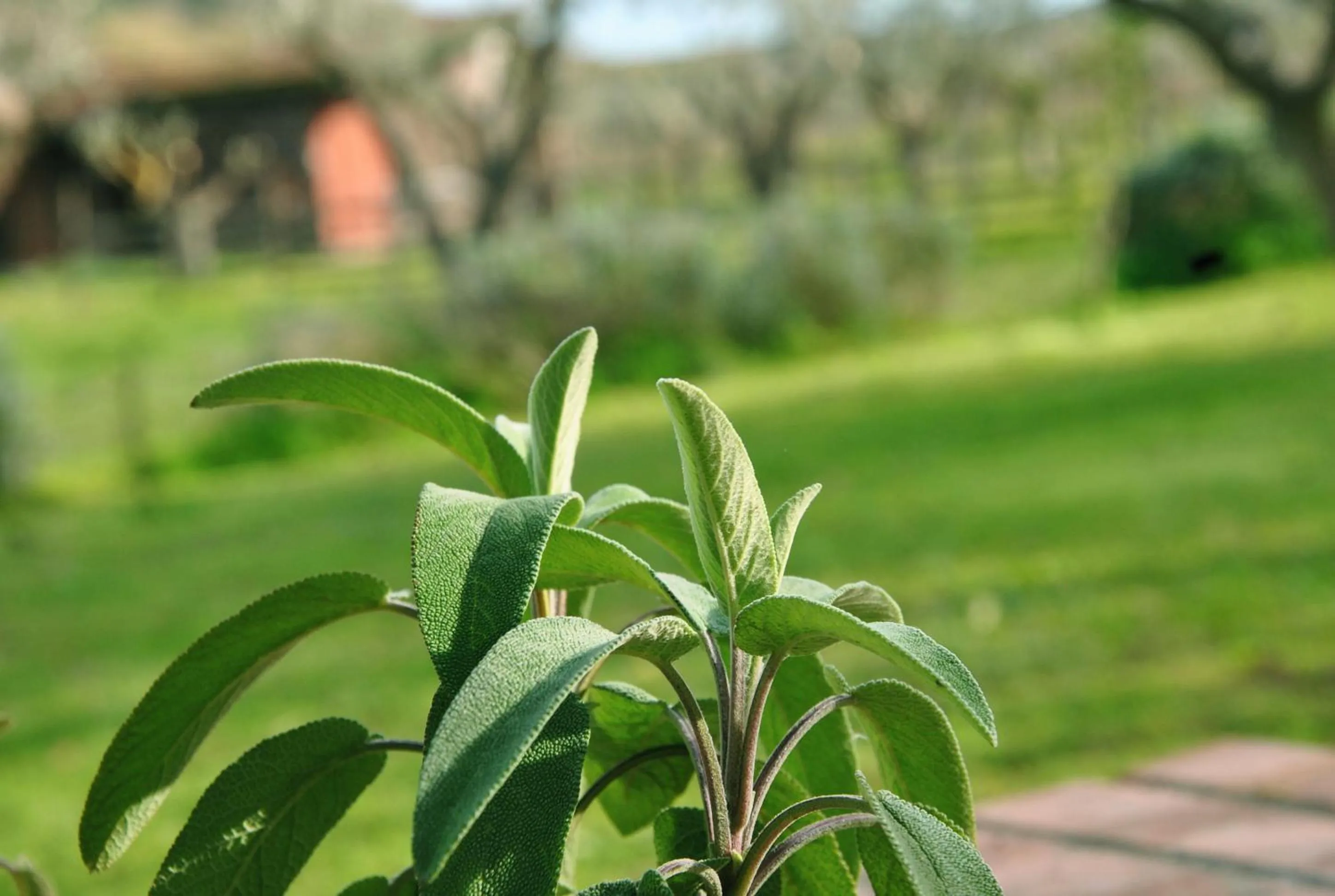 Agriturismo La Mandragola Relais