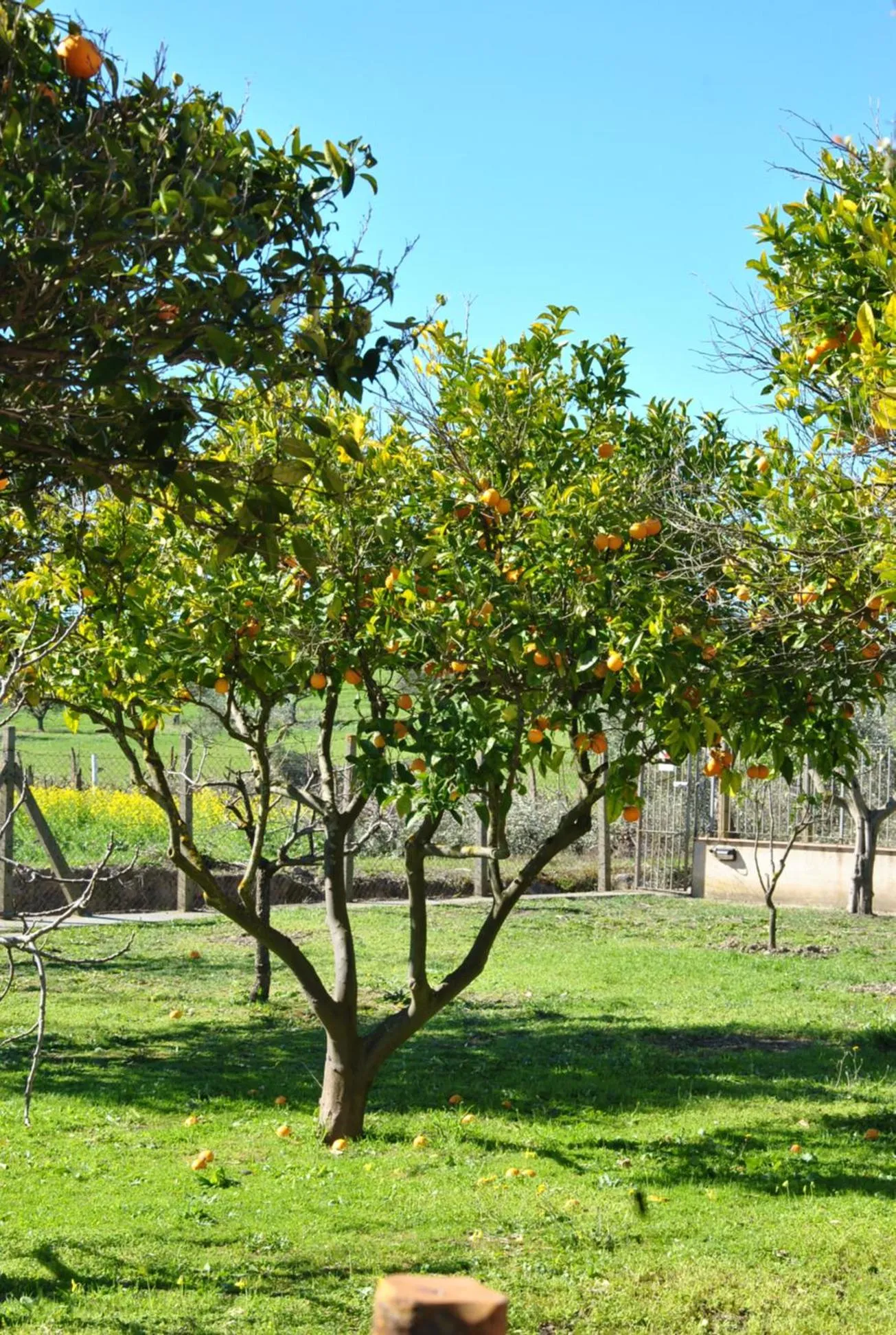 Agriturismo La Mandragola Relais