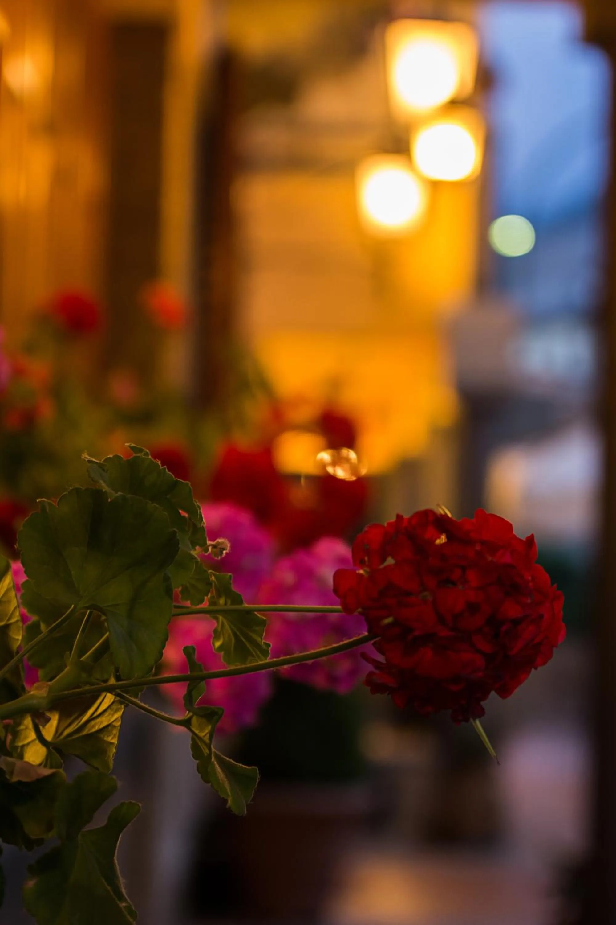 Other in Hotel La Rosa