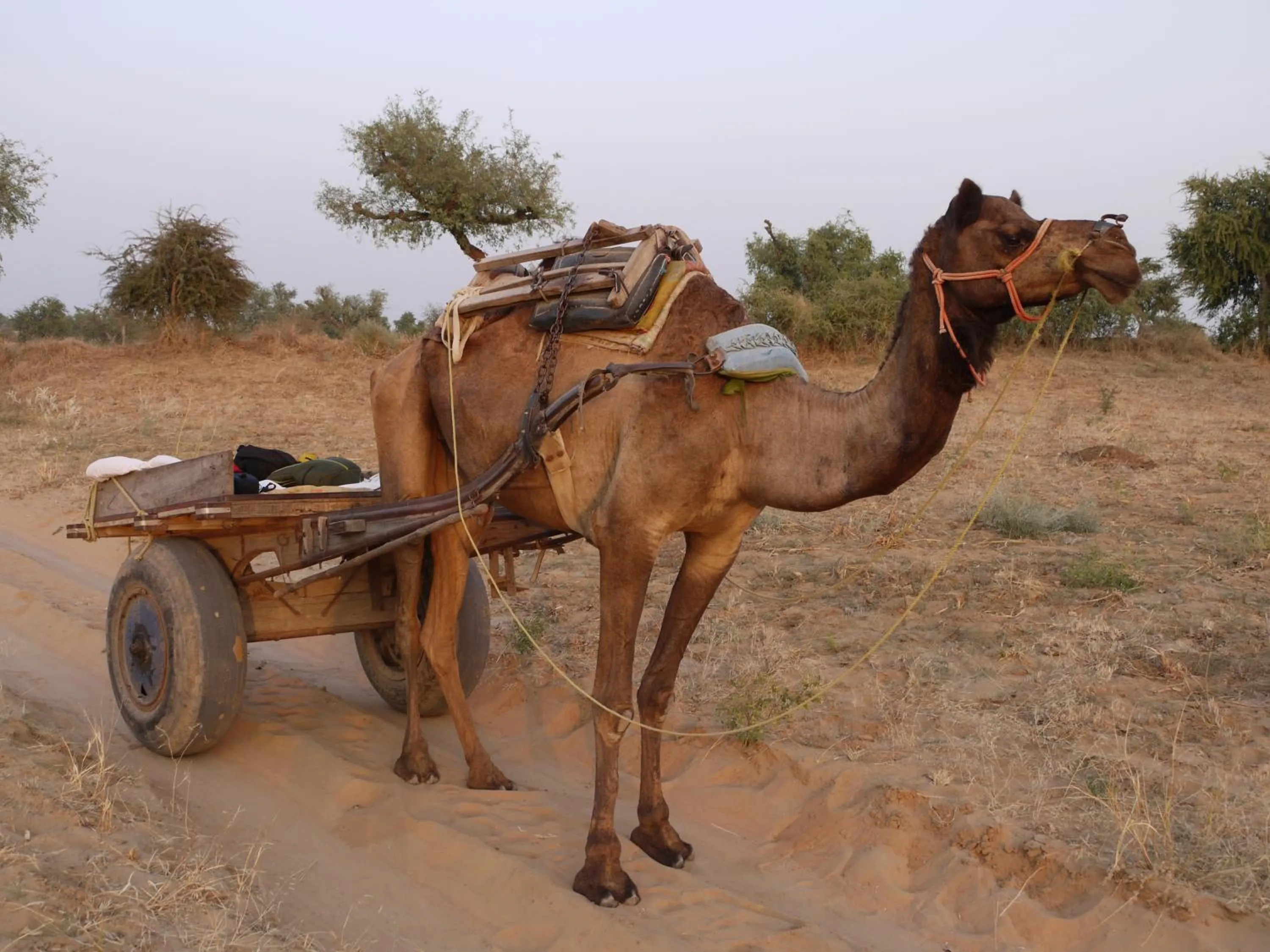 Animals in Hotel Shekhawati Mandawa