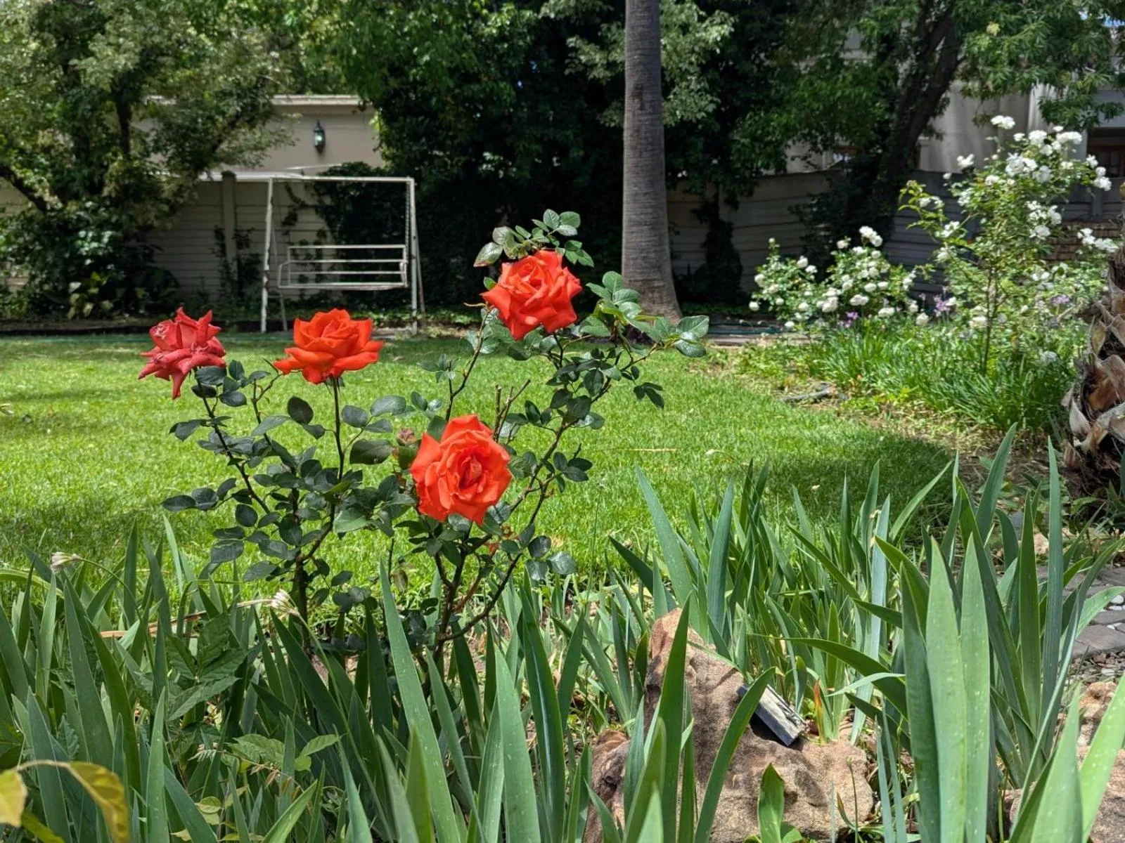 Garden view in Palms Lodge