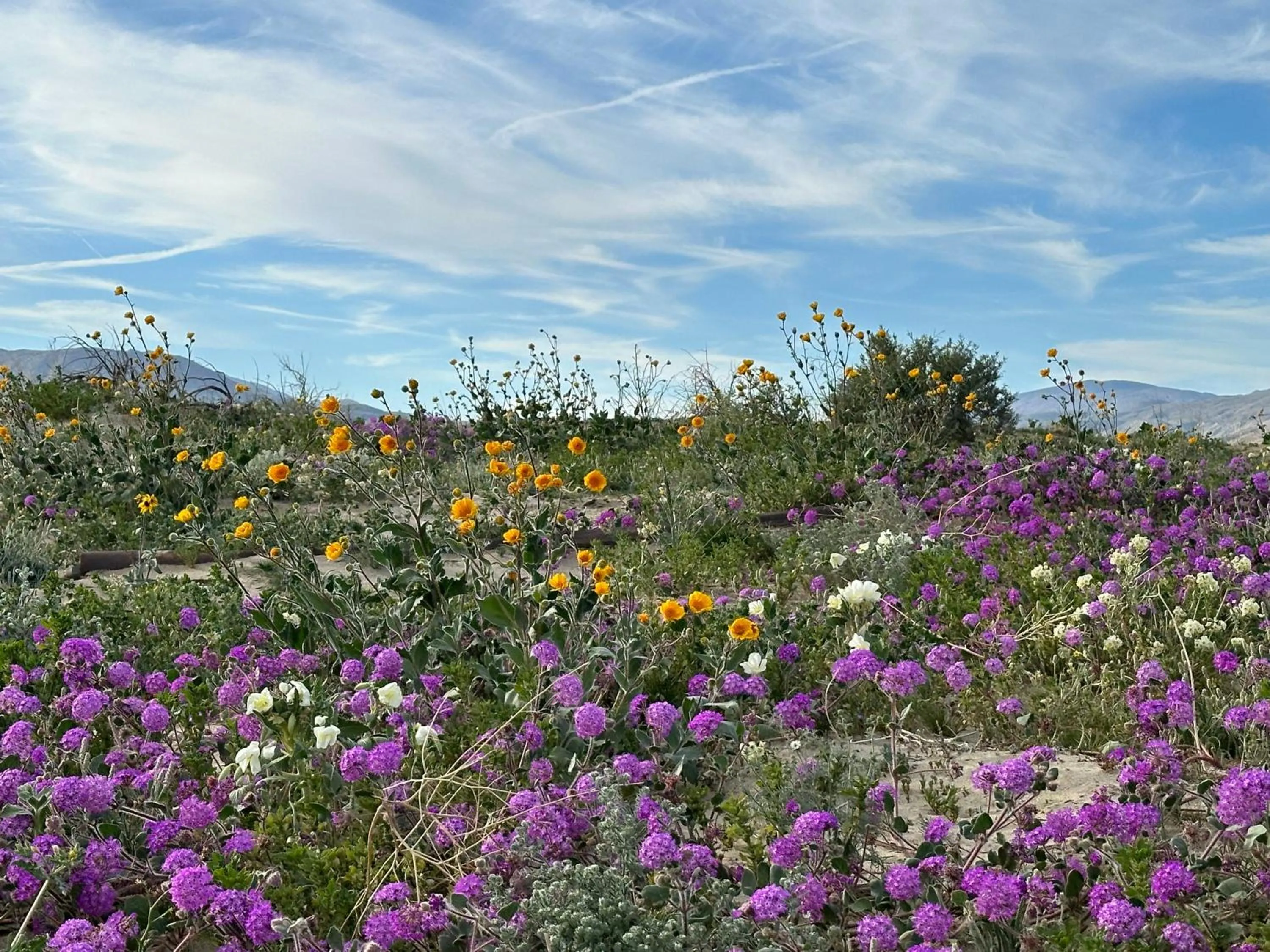 Borrego Springs Motel