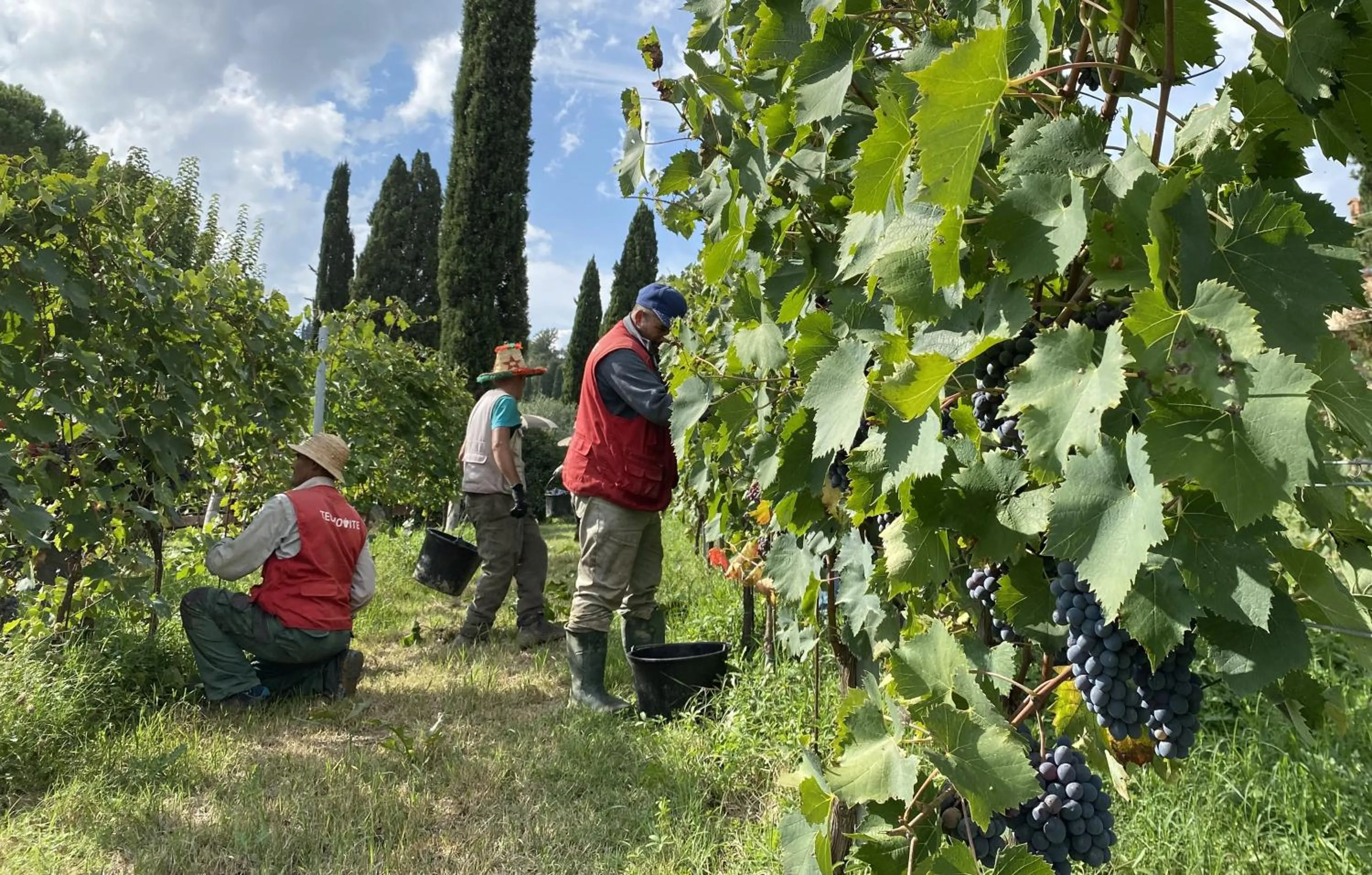 Activities in Tenuta Sovestro - Agriturismo e winery