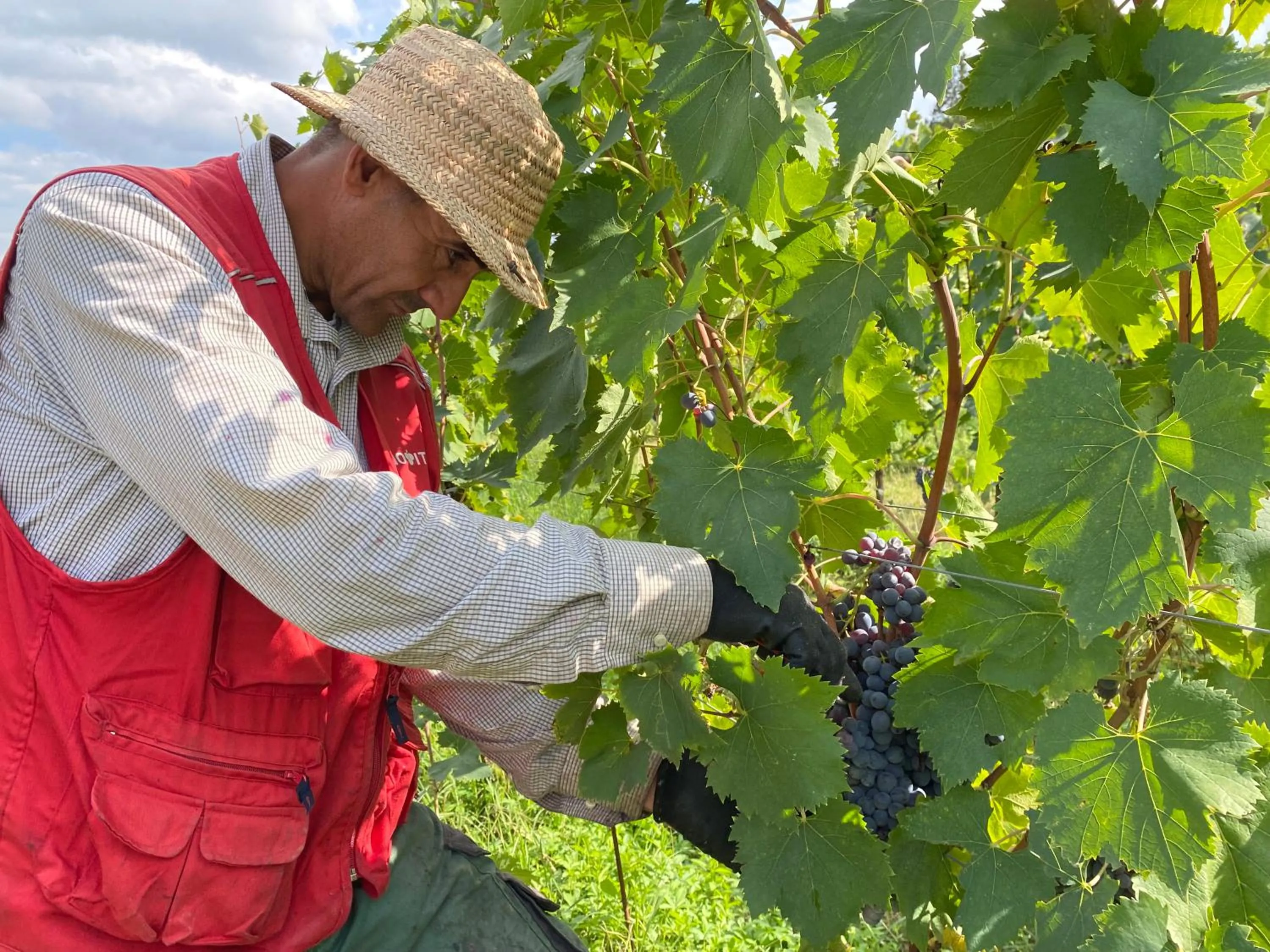 Activities in Tenuta Sovestro - Agriturismo e winery