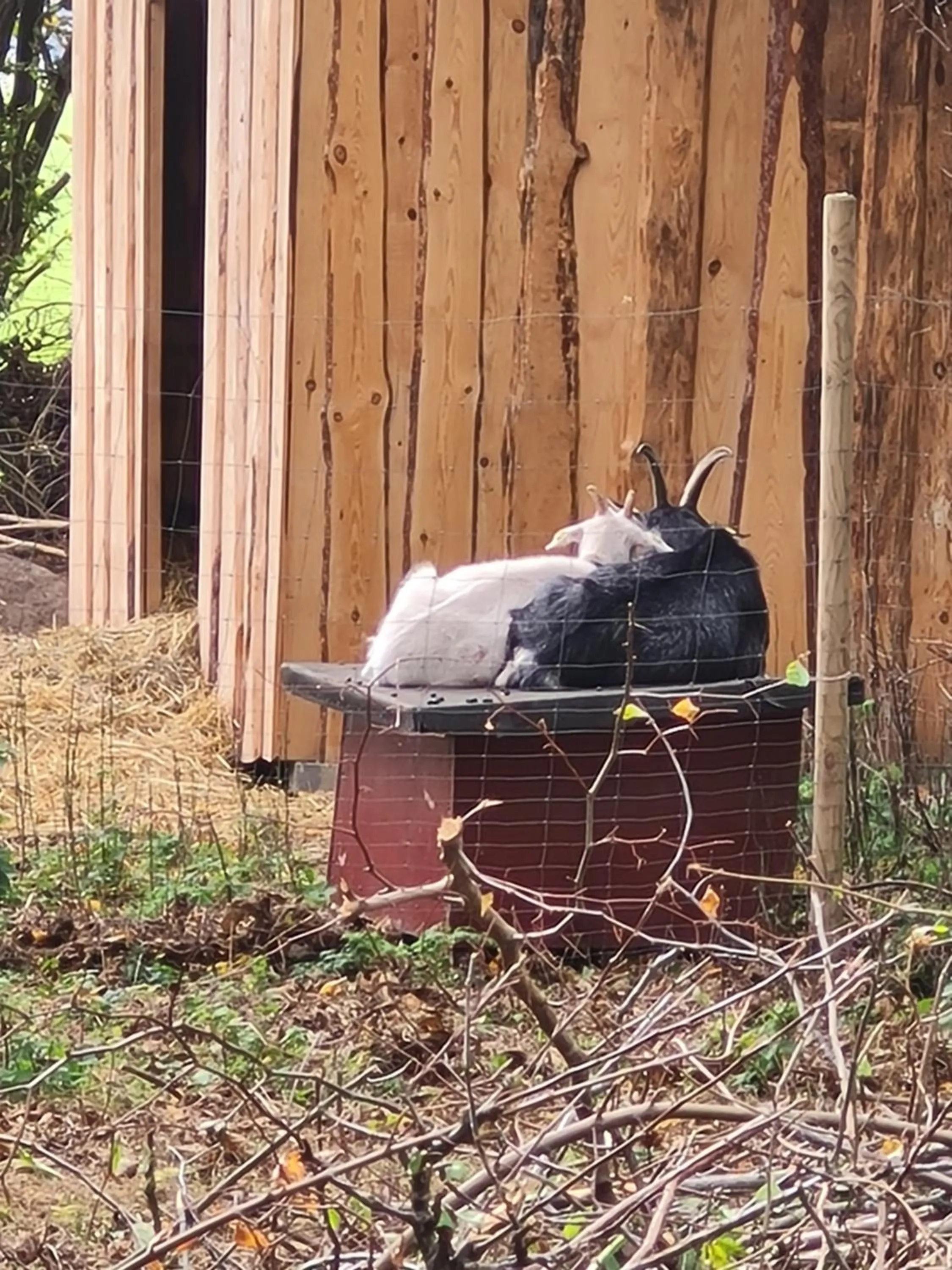 Animals in KirkeLy Bed and Breakfast