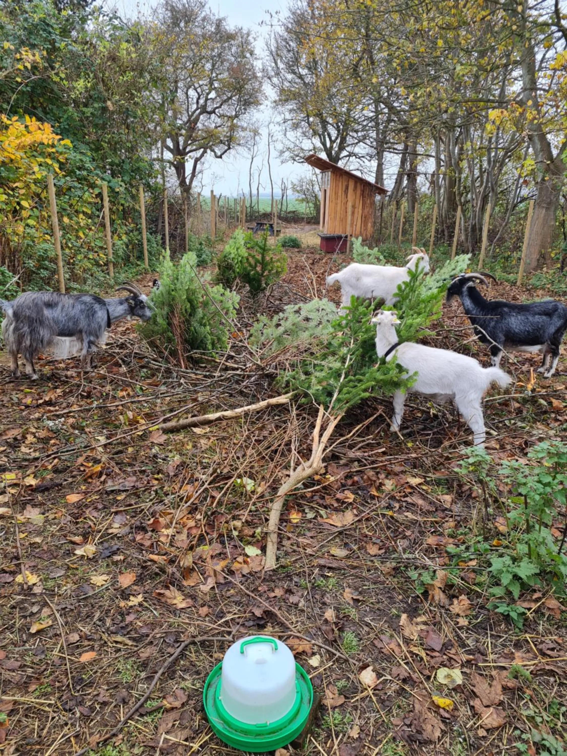 Animals in KirkeLy Bed and Breakfast