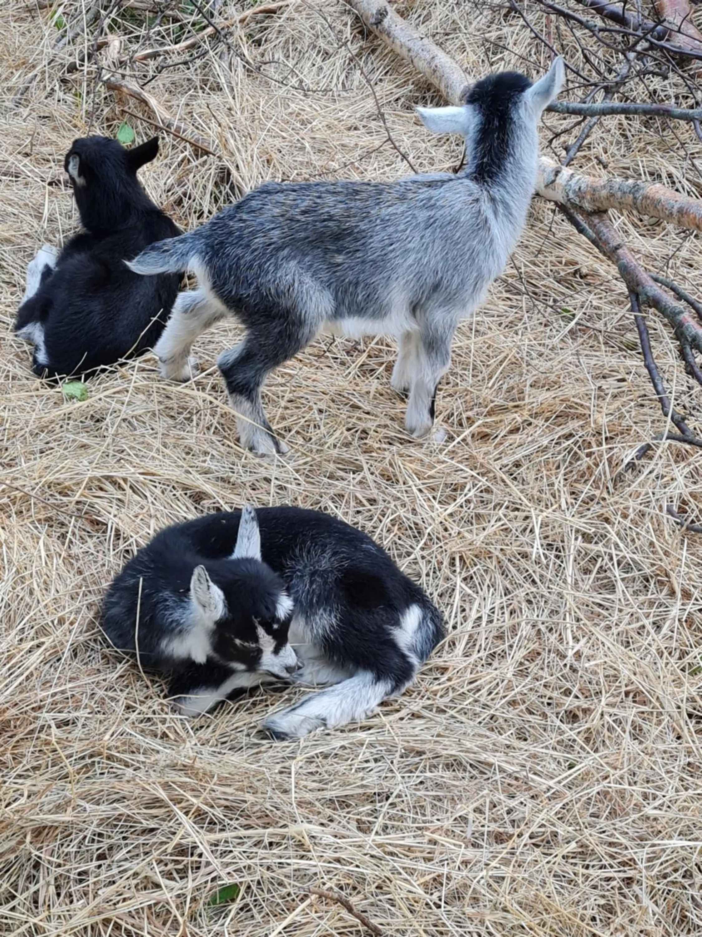 Animals in KirkeLy Bed and Breakfast