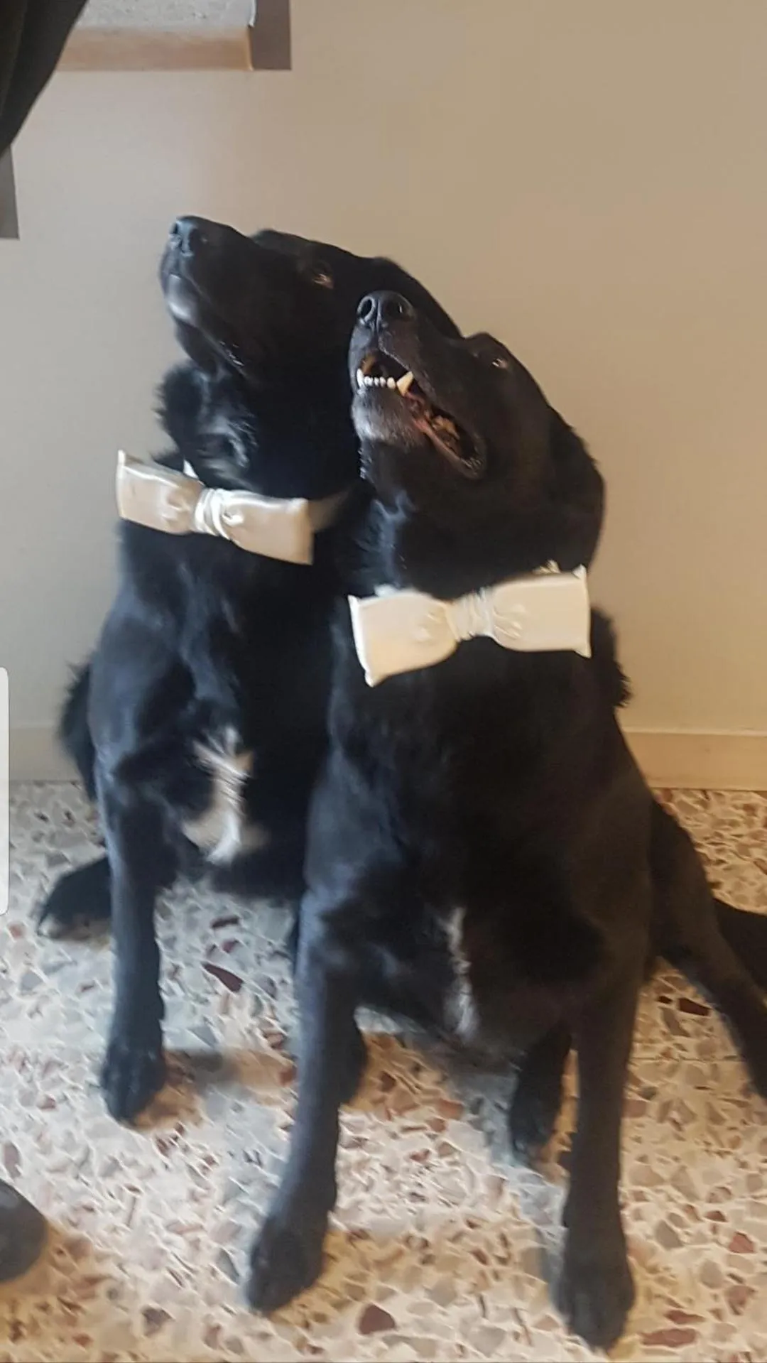 Pets in B&B ForseSiForseNo