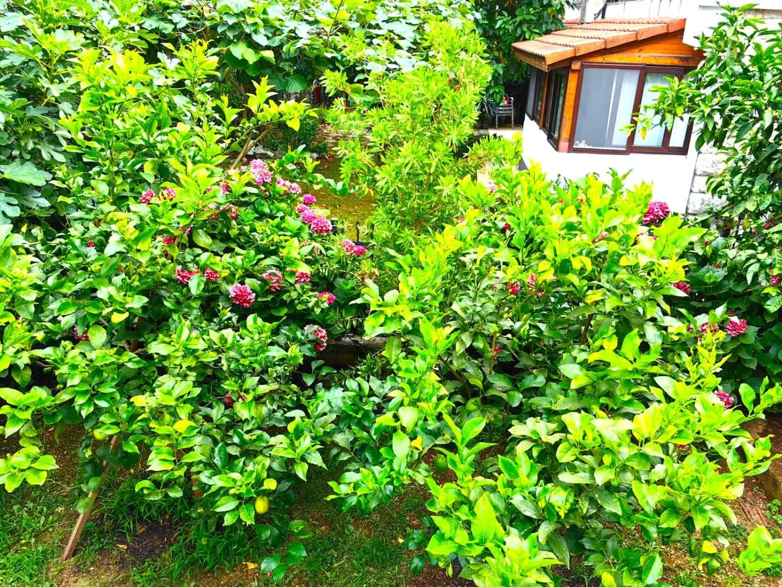 Garden in El Mar Apartments