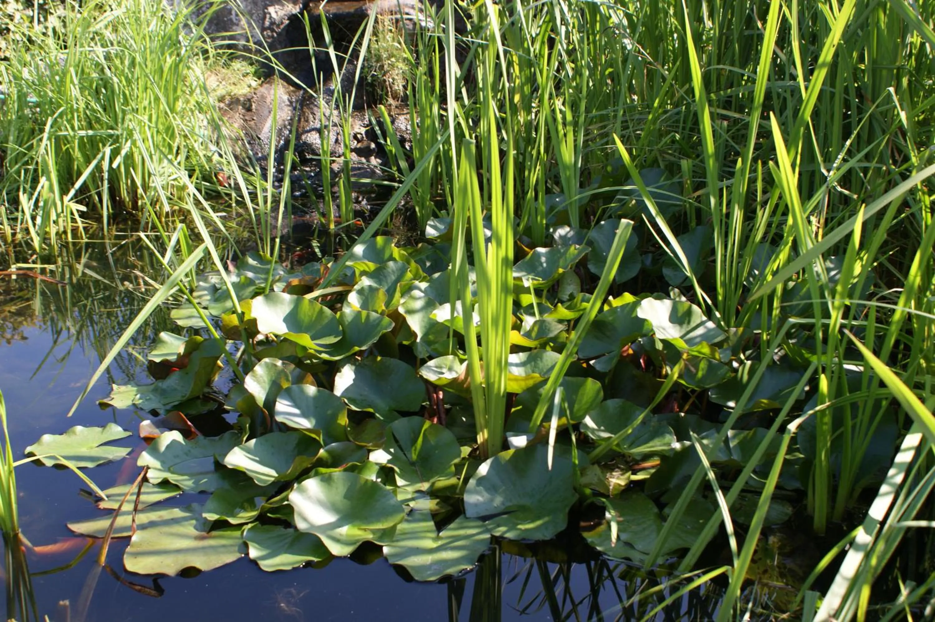 Garden view in Scharfegger's Raxalpenhof - Zuhause am Land