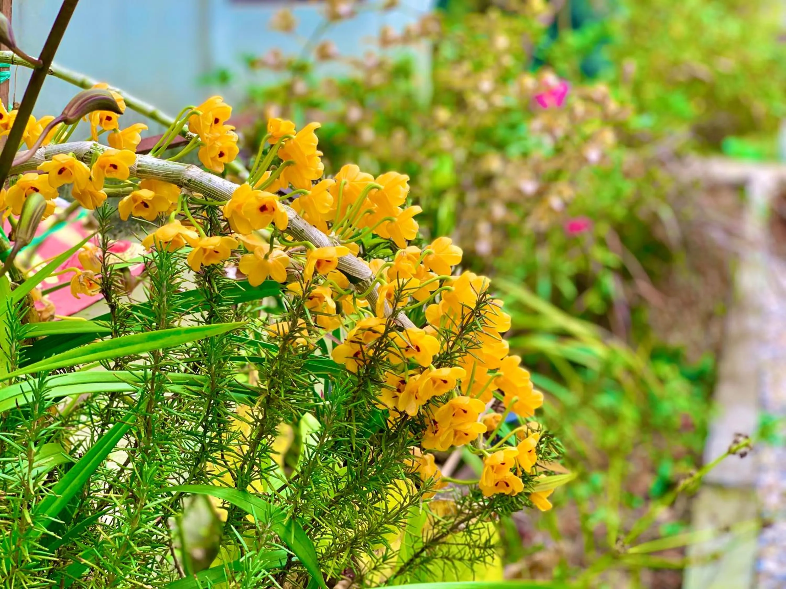 Garden in The 1996 House