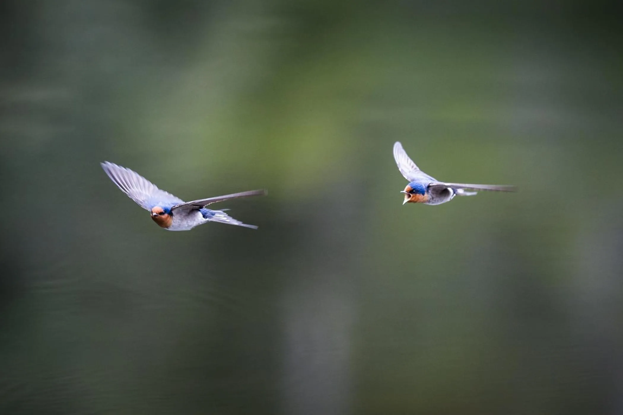 Animals in Cradle Gateway Chalets