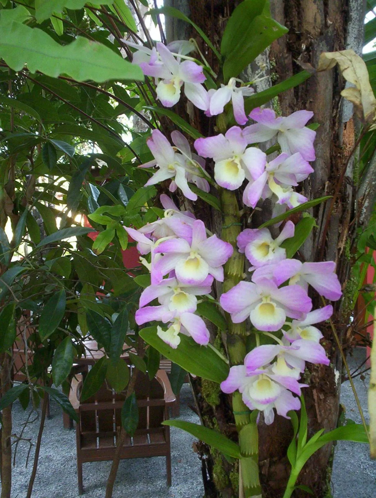 Garden in Pousada Vila Araticum