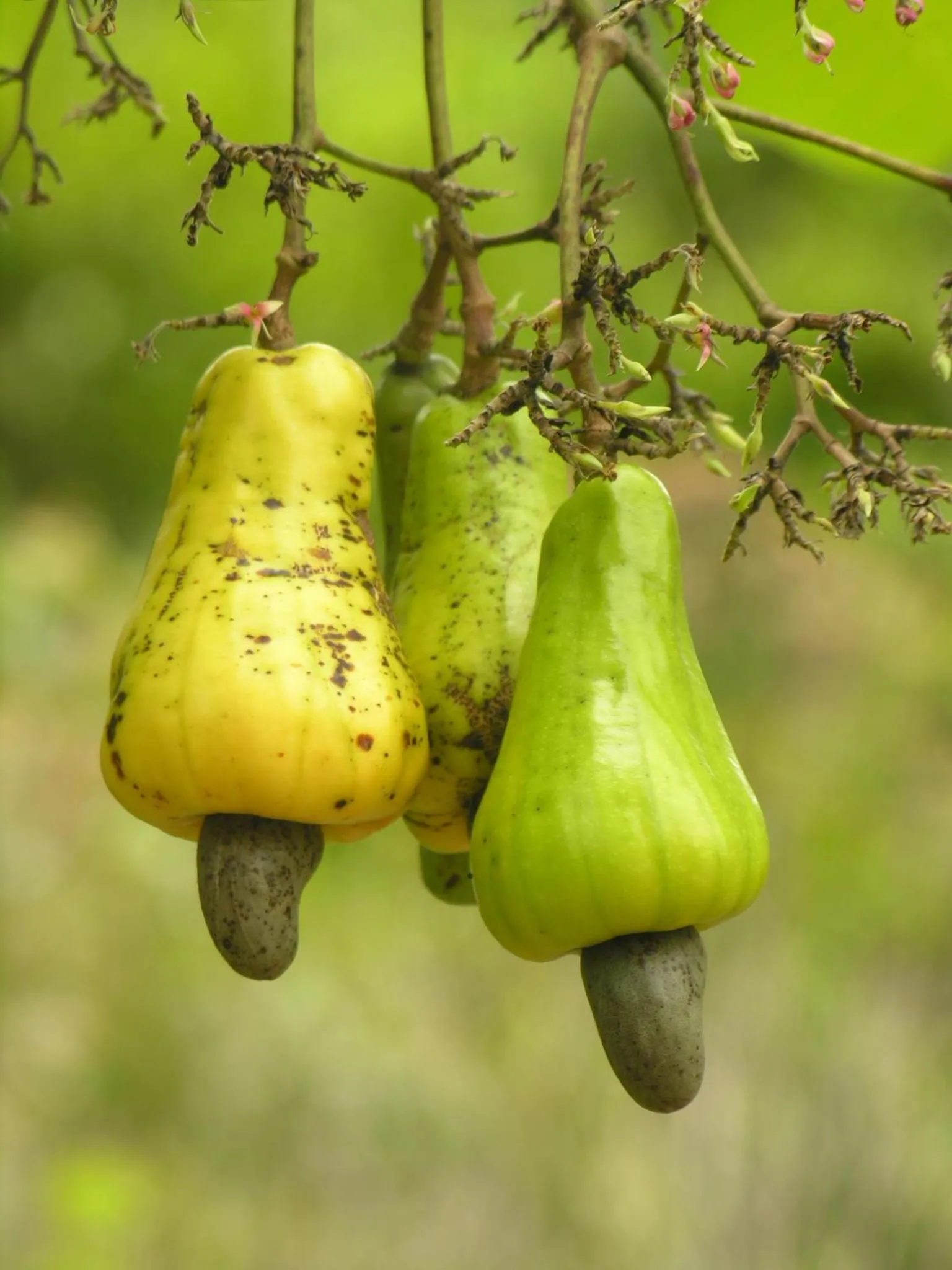 Garden in Pousada Vila Araticum