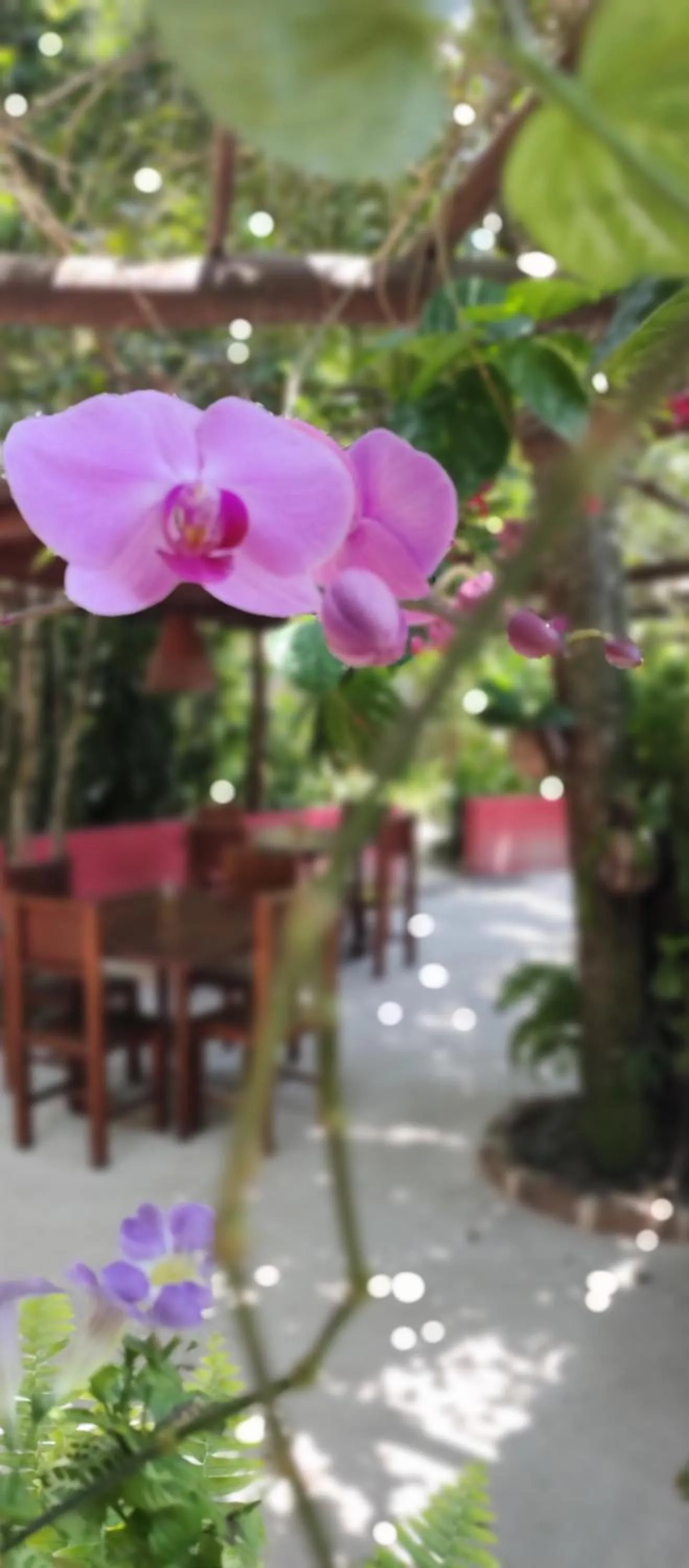 Restaurant/places to eat in Pousada Vila Araticum