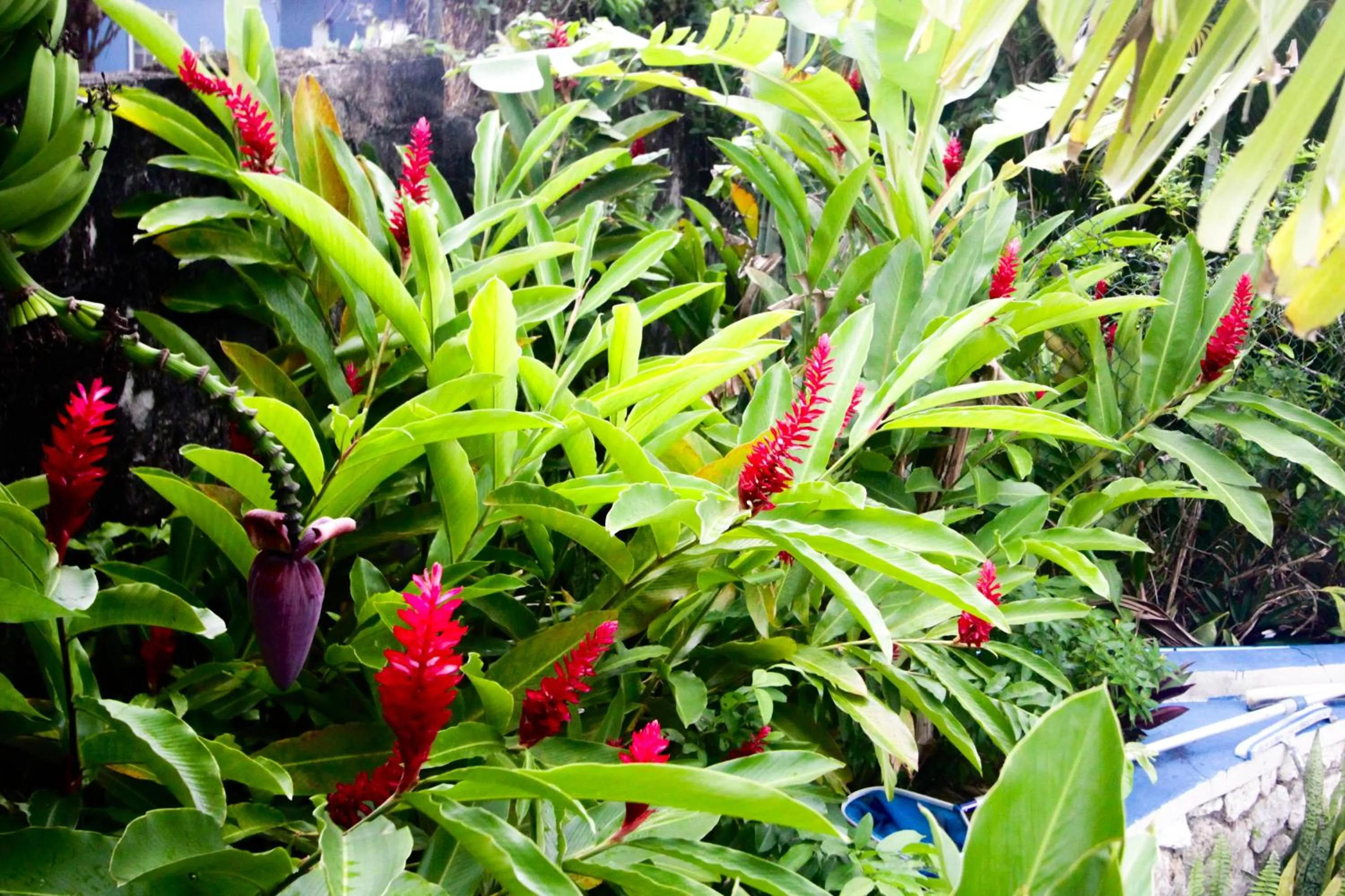 Garden in Match Resort