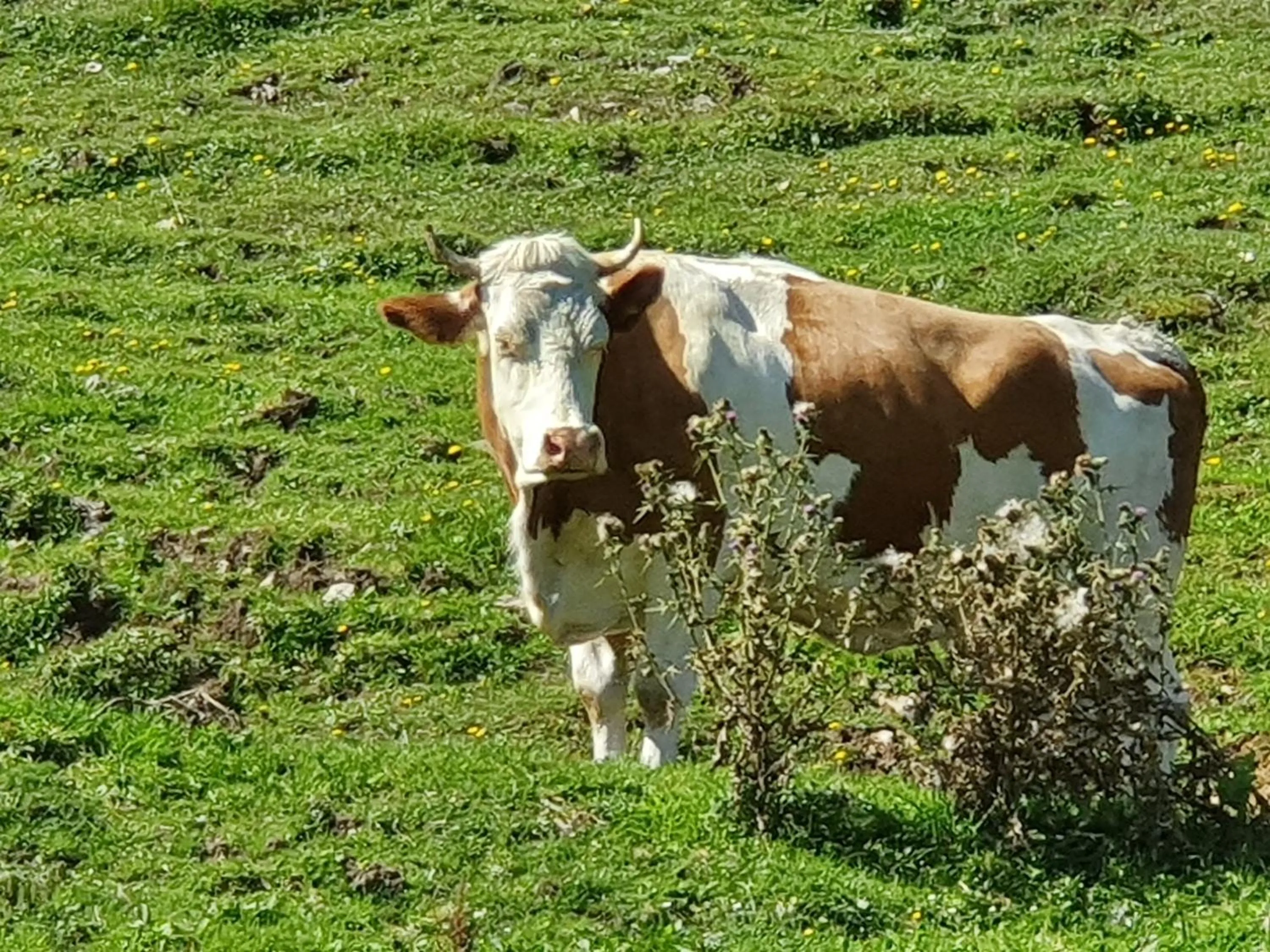 Hiking in Boutique Hotel Alpenhof