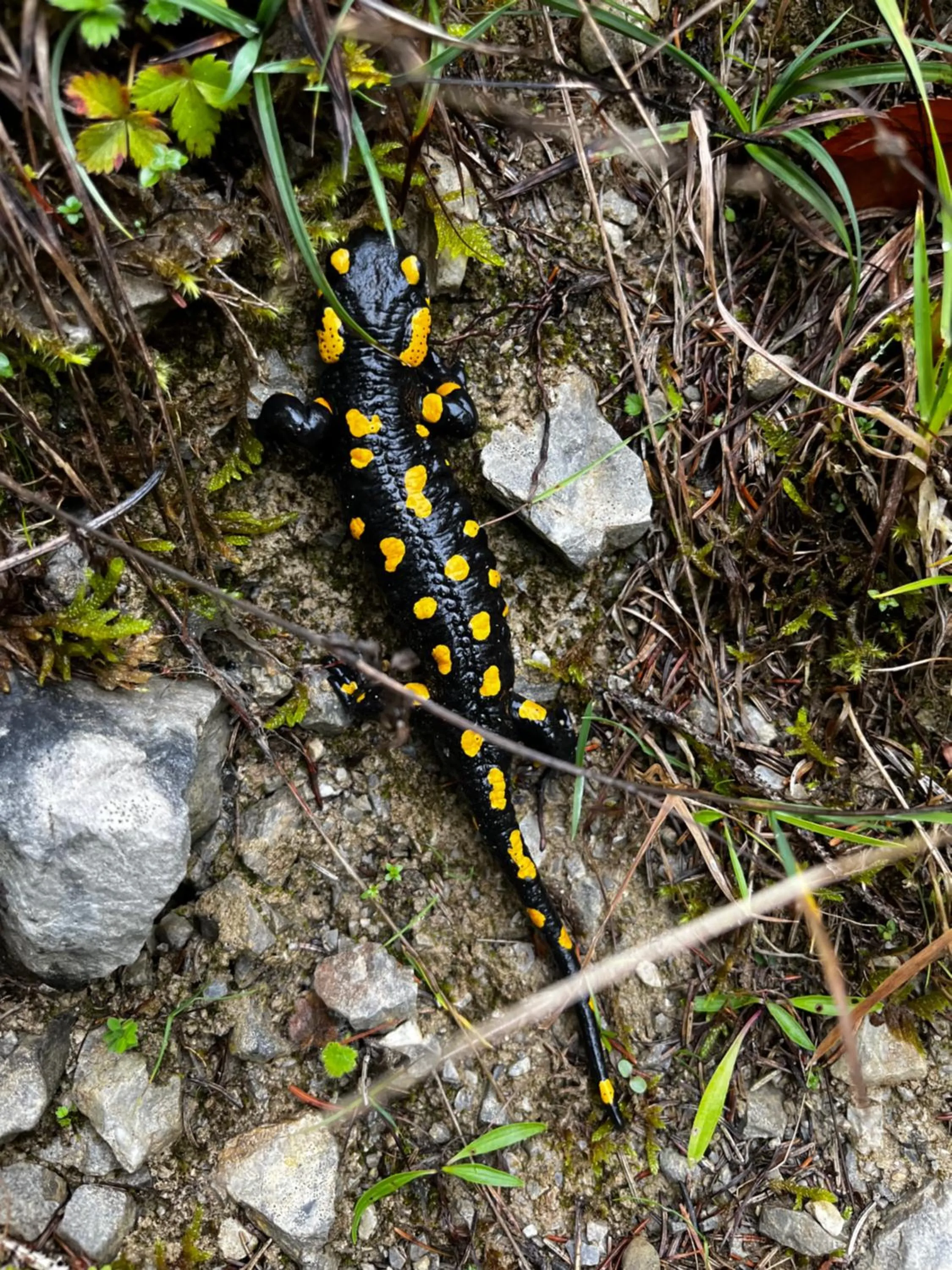 Animals in Boutique Hotel Alpenhof