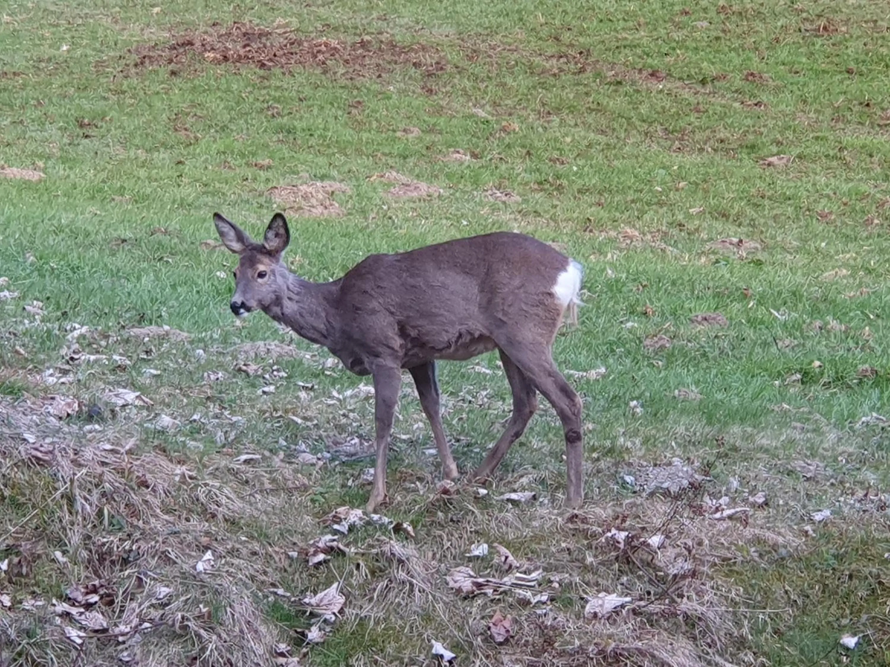 View (from property/room) in Boutique Hotel Alpenhof