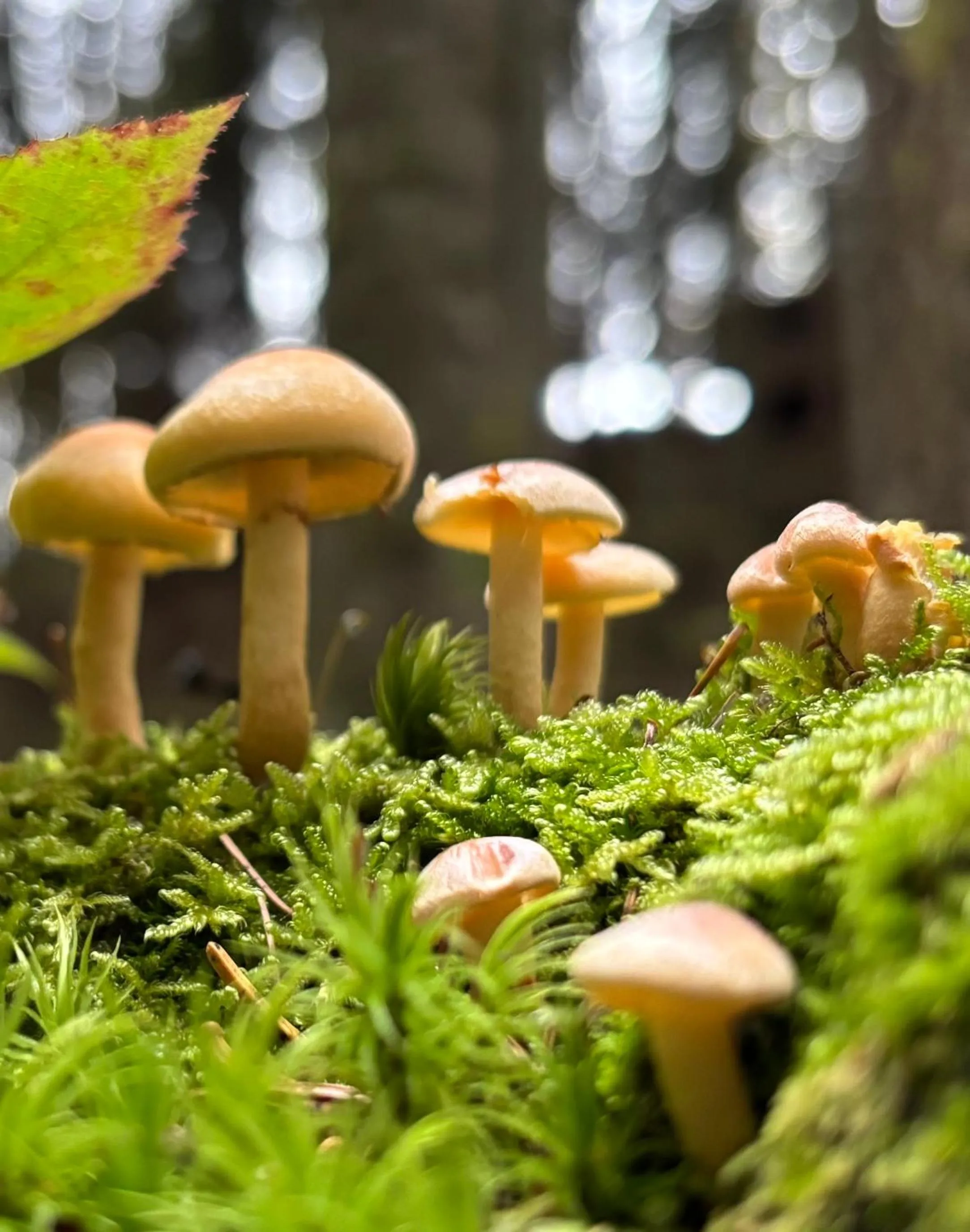 Natural landscape in Boutique Hotel Alpenhof