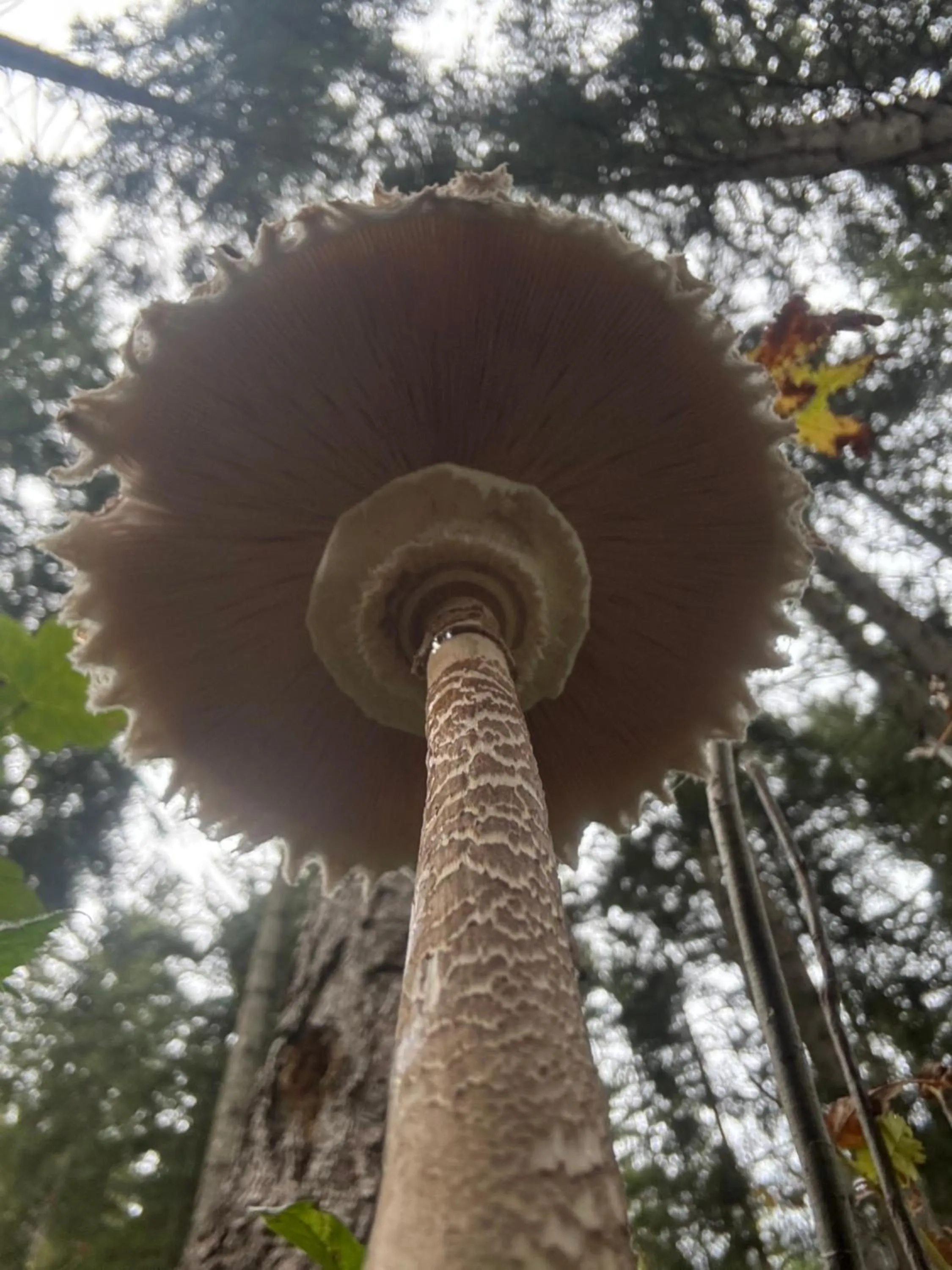 Day in Boutique Hotel Alpenhof