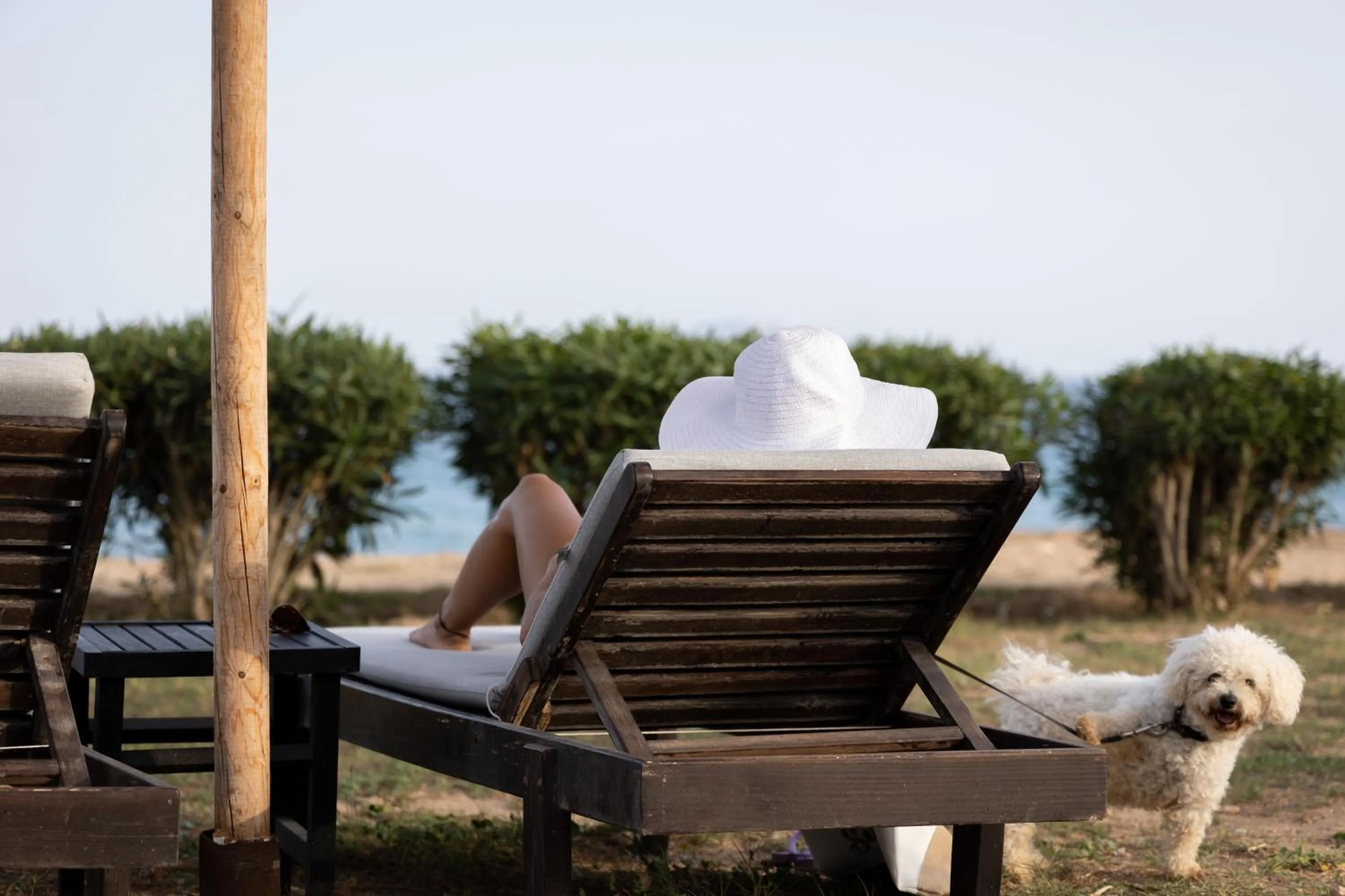 Pets in Seample studios