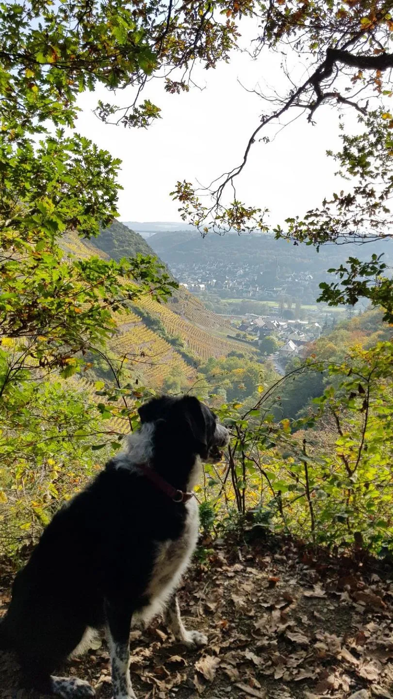 Natural landscape in Landgasthaus Zur Kupferkanne