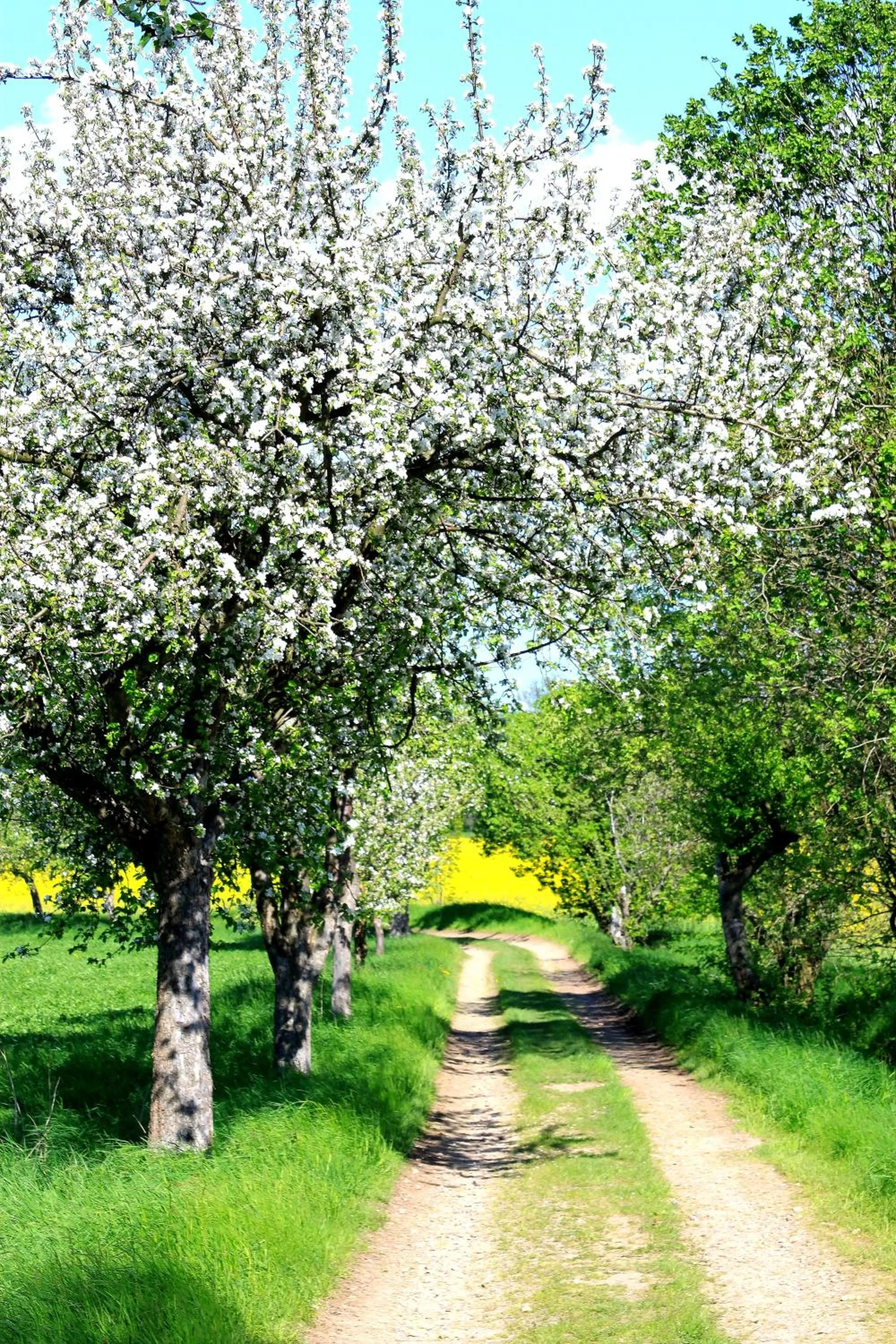 Natural landscape in Landhaus Heidehof