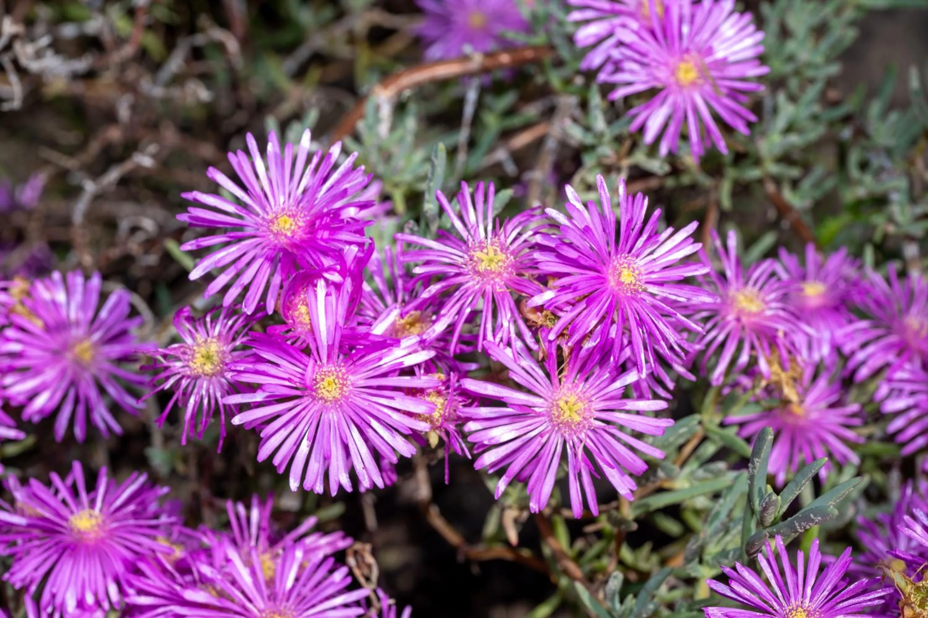 Garden in Pine Lodge George