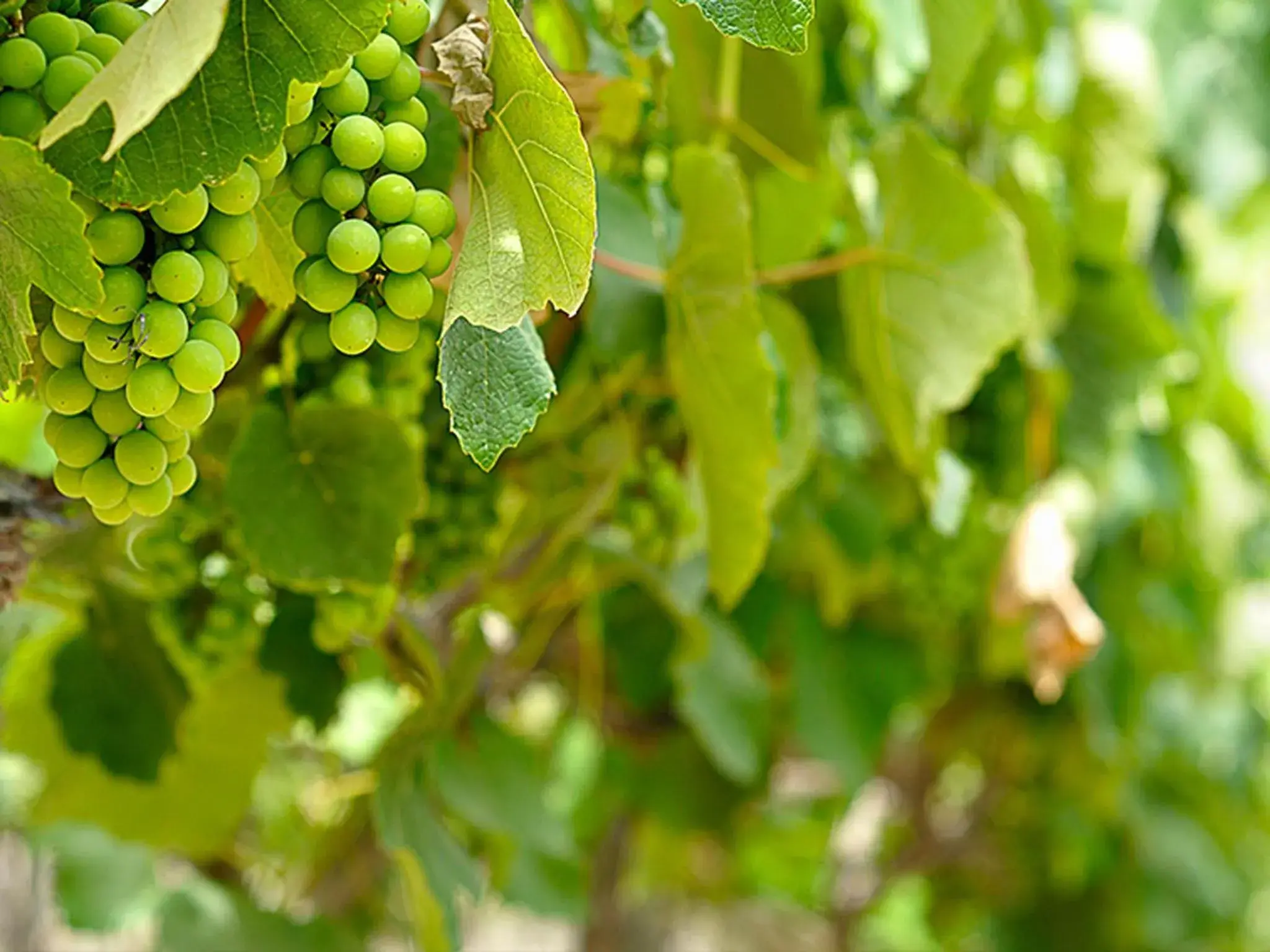 View (from property/room) in Guizado Portillo Hacienda & Resort View (from property/room) in Guizado Portillo Hacienda & Resort