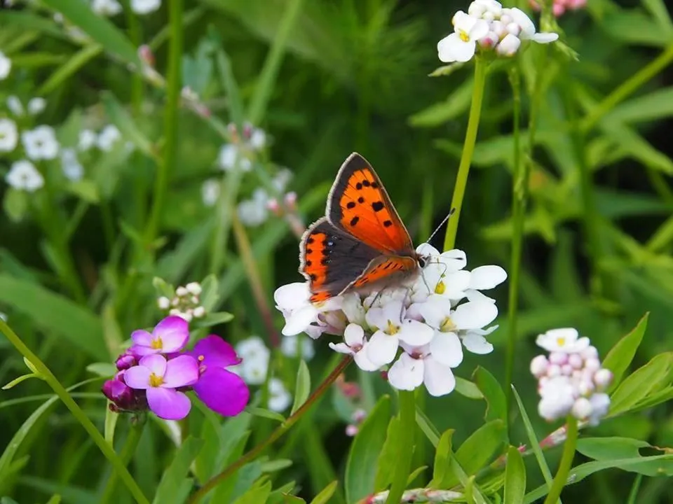 Natural landscape in Wellsfield Farm Holiday Lodges