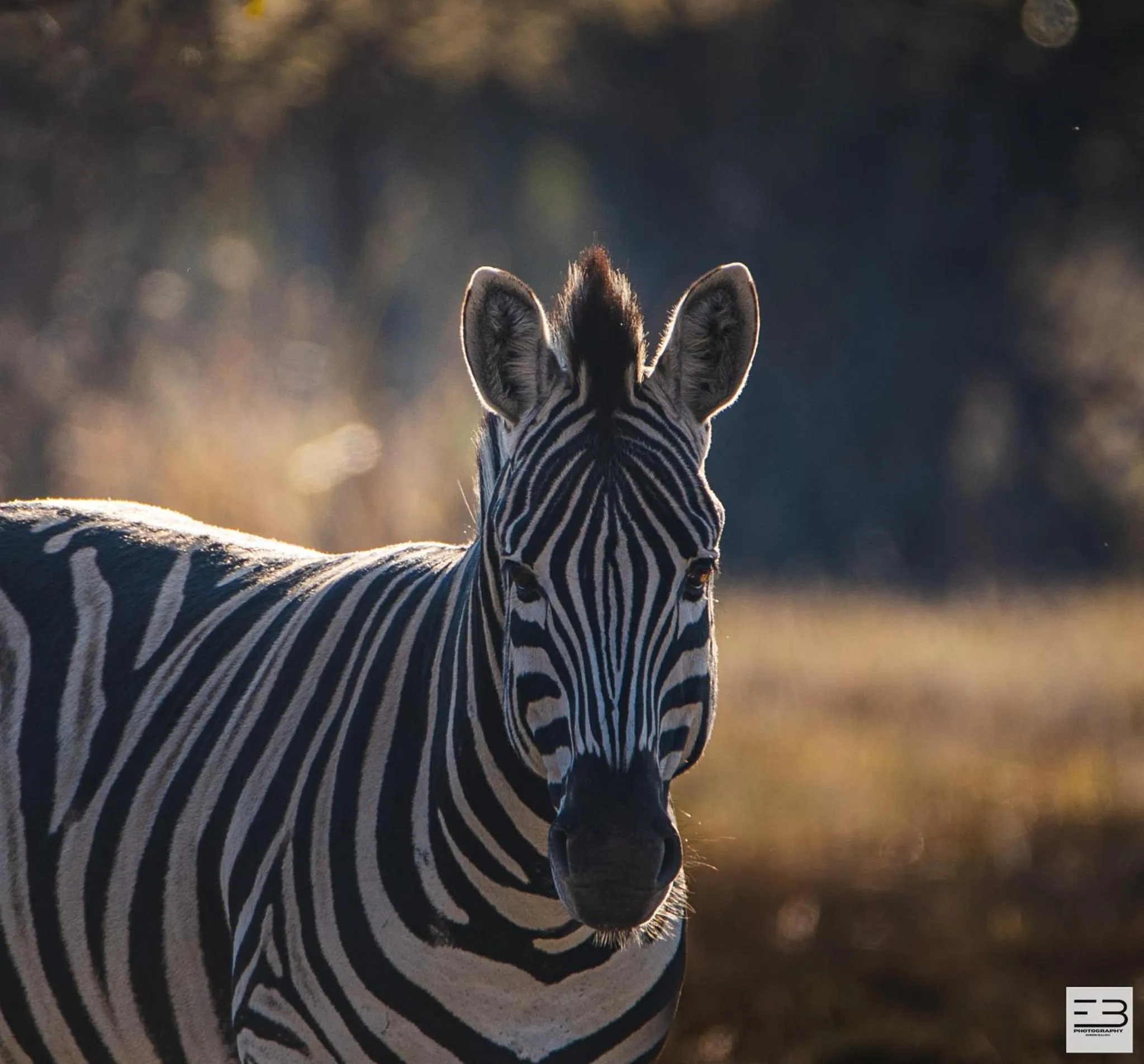 Animals in Geluksfontein Private Game Farm